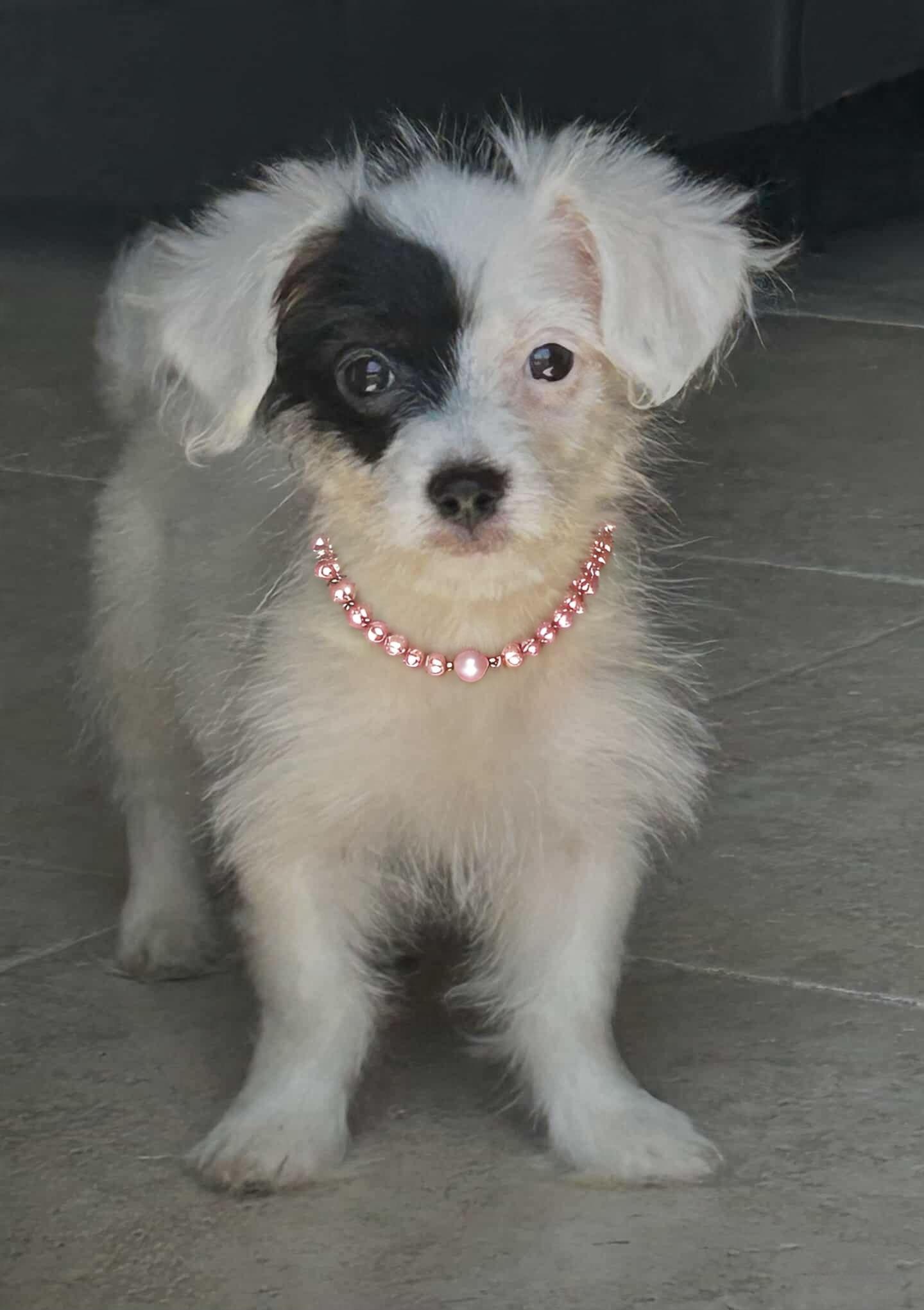 Darla
