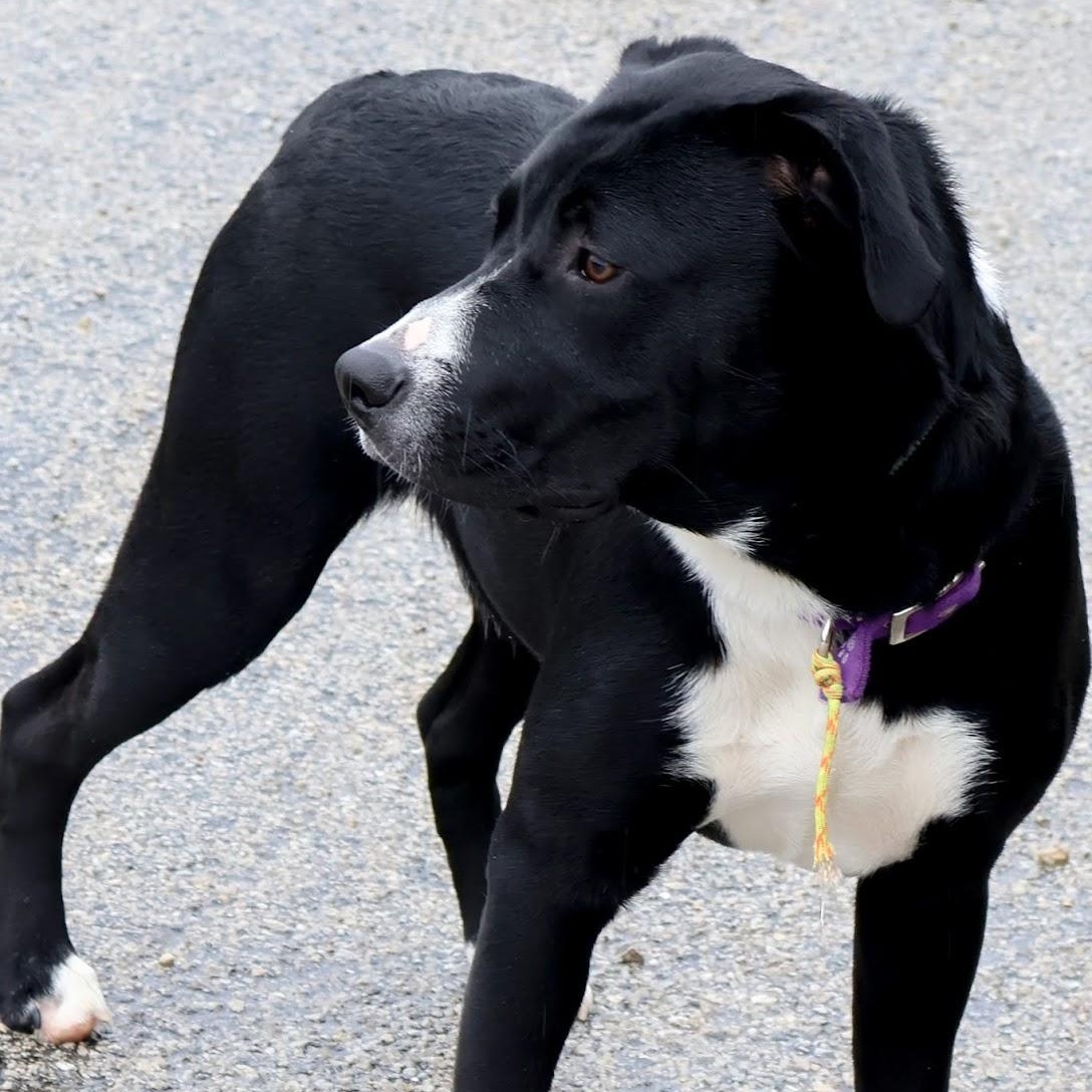 Sonny, Adoptable, Adult Male Black Labrador Retriever.