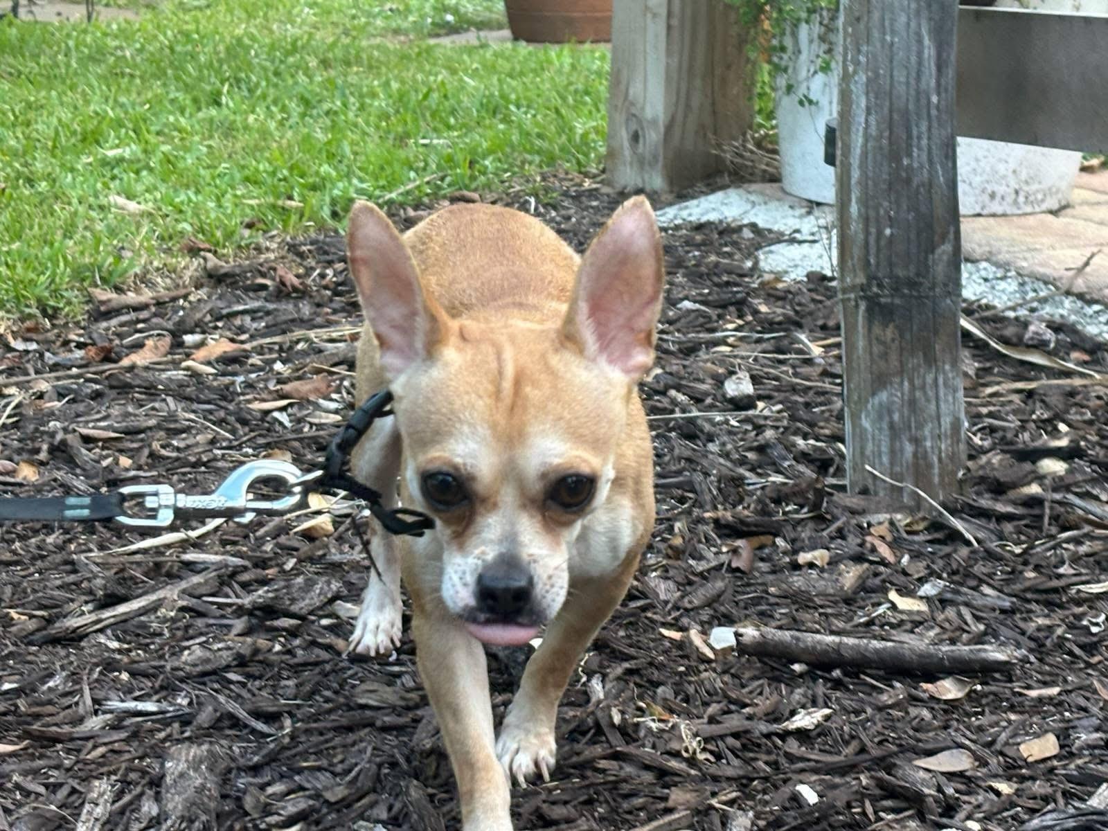 Enlarge Fathead, a Adoptable Chihuahua in Port Saint Lucie, FL image 1/4