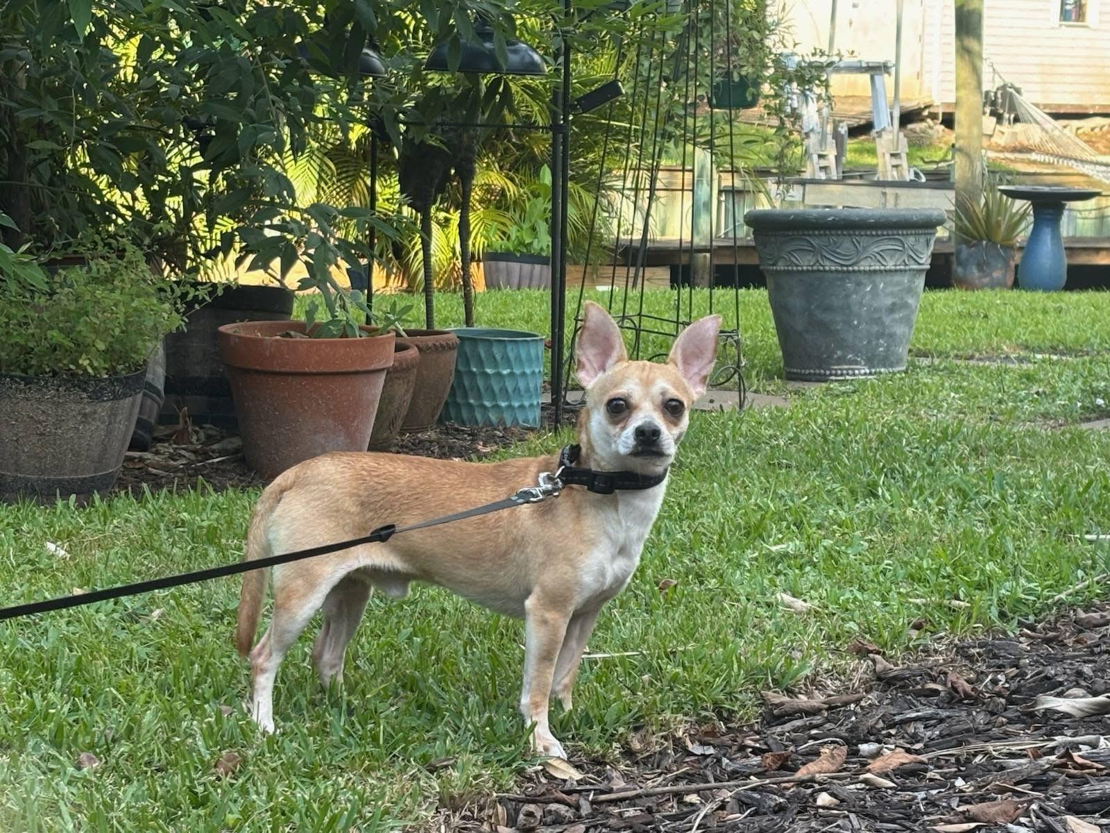 Enlarge Fathead, a Adoptable Chihuahua in Port Saint Lucie, FL image 2/4