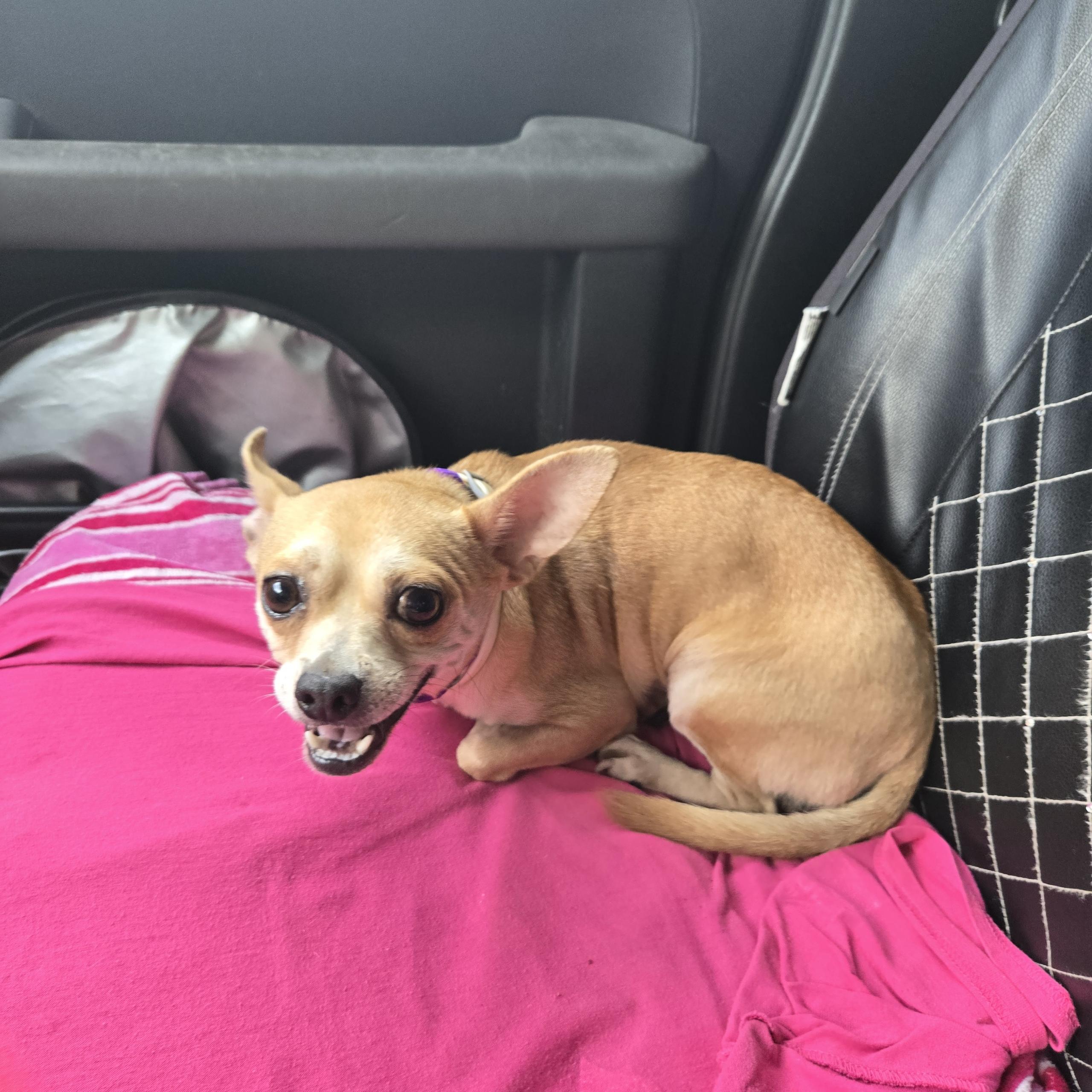 Enlarge Fathead, a Adoptable Chihuahua in Port Saint Lucie, FL image 3/4