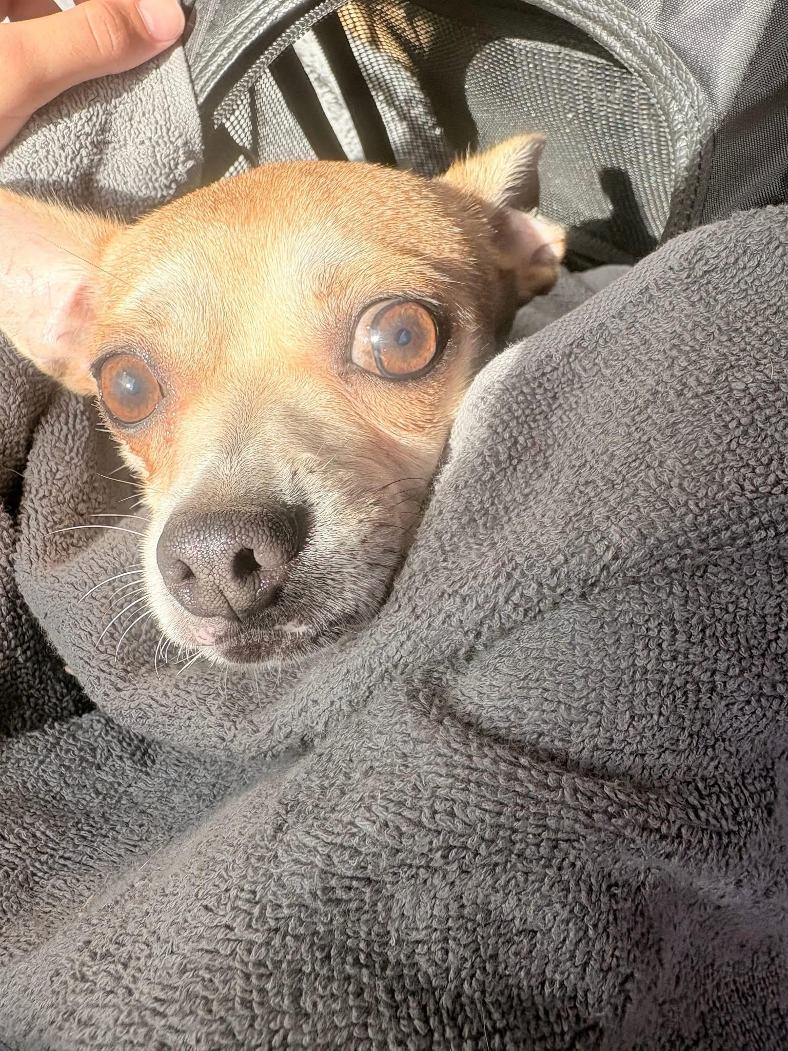 Enlarge Fathead, a Adoptable Chihuahua in Port Saint Lucie, FL image 4/4