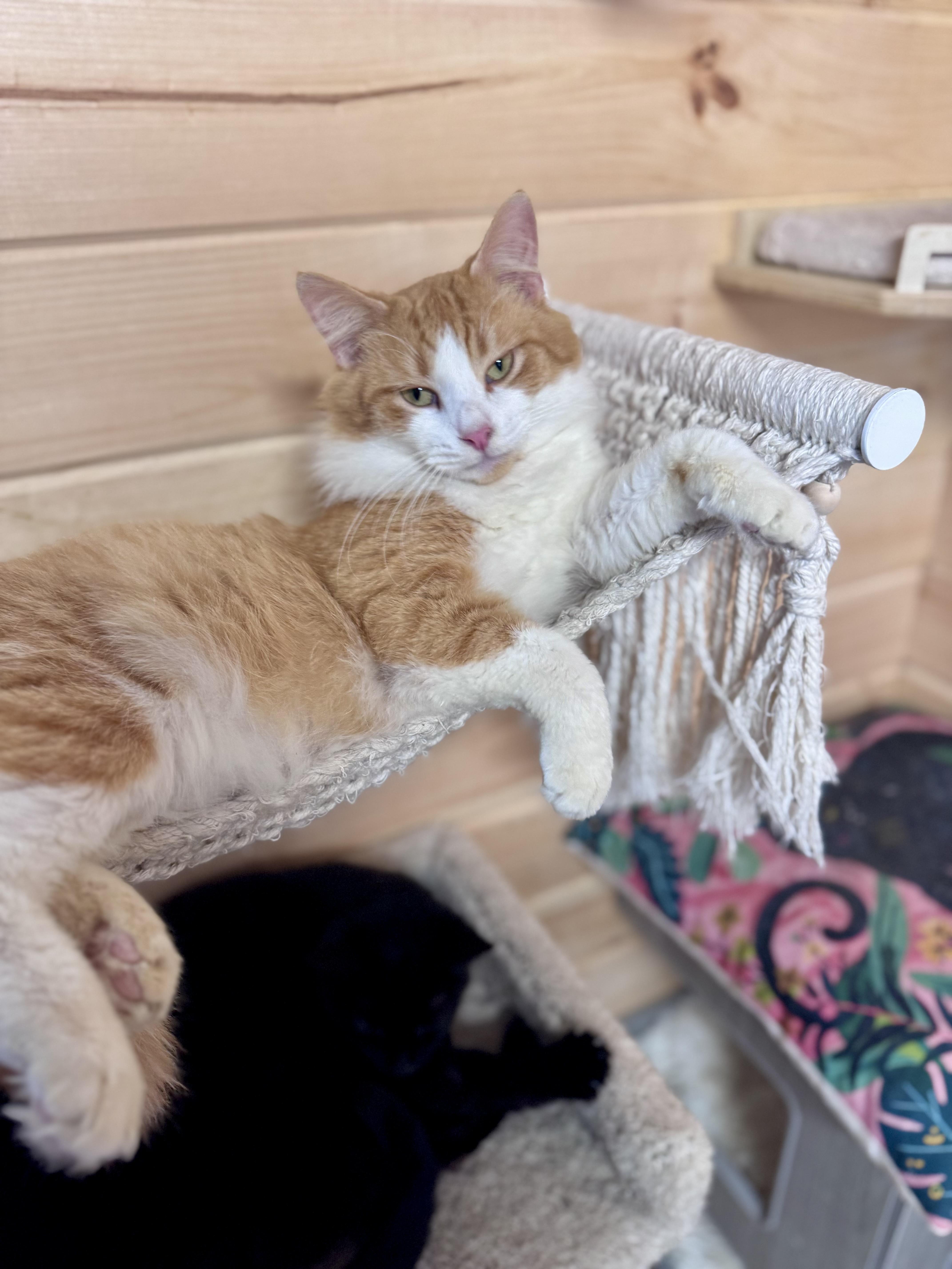 Enlarge Cheddar, a ADOPTABLE mixed breed in Saint Augustine, FL image 3/5