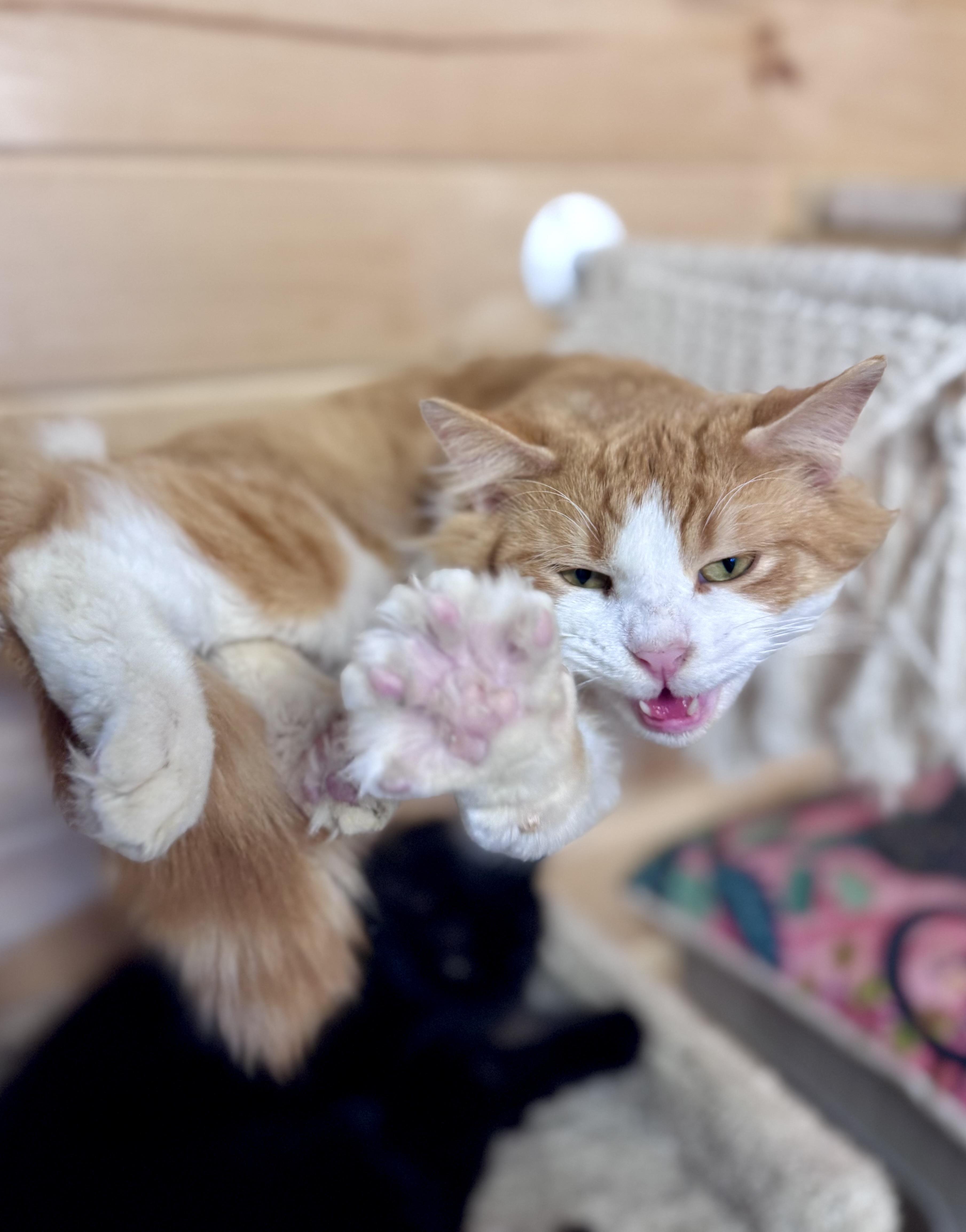 Enlarge Cheddar, a ADOPTABLE mixed breed in Saint Augustine, FL image 5/5