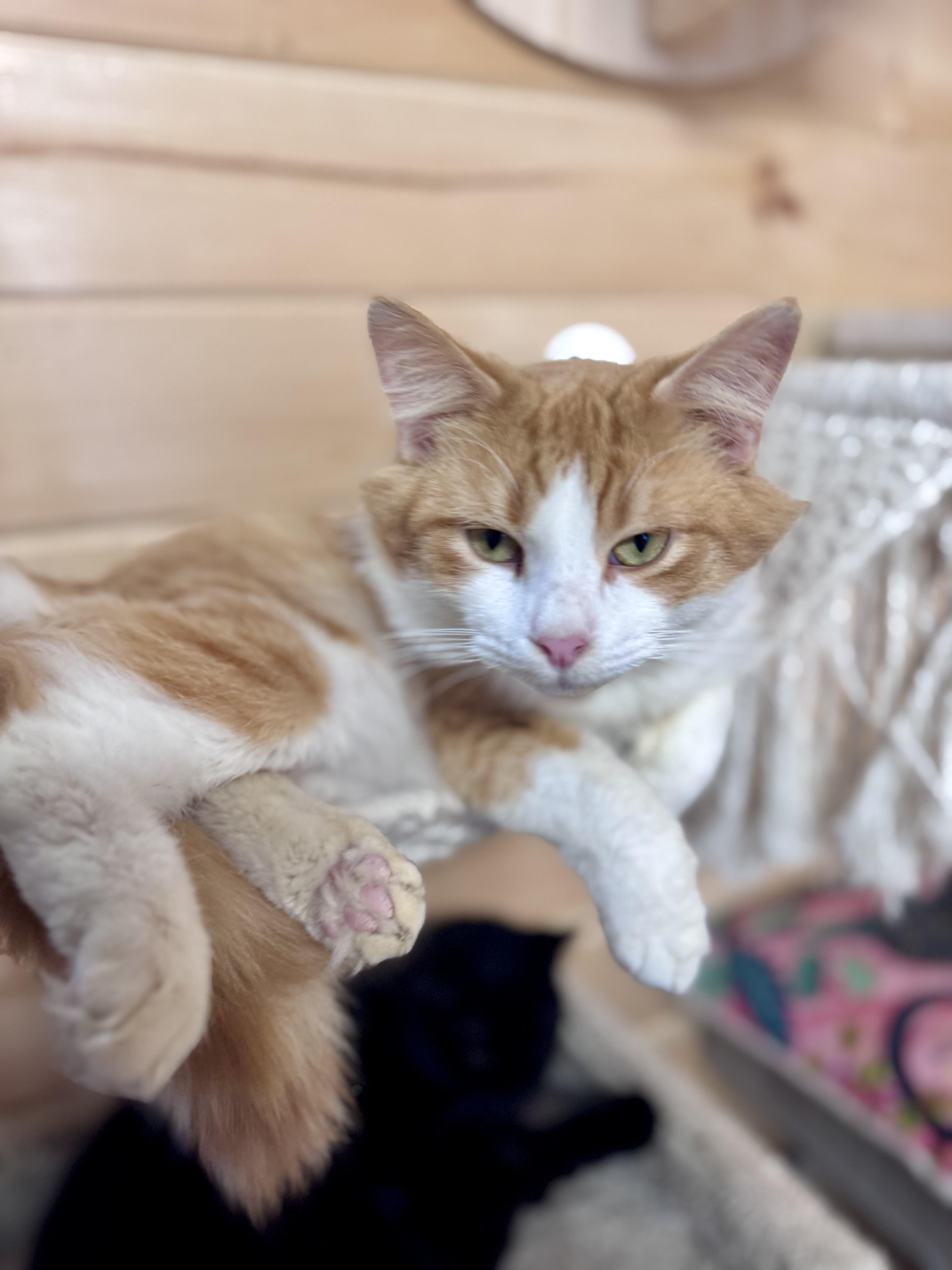 Enlarge Cheddar, a ADOPTABLE mixed breed in Saint Augustine, FL image 1/5