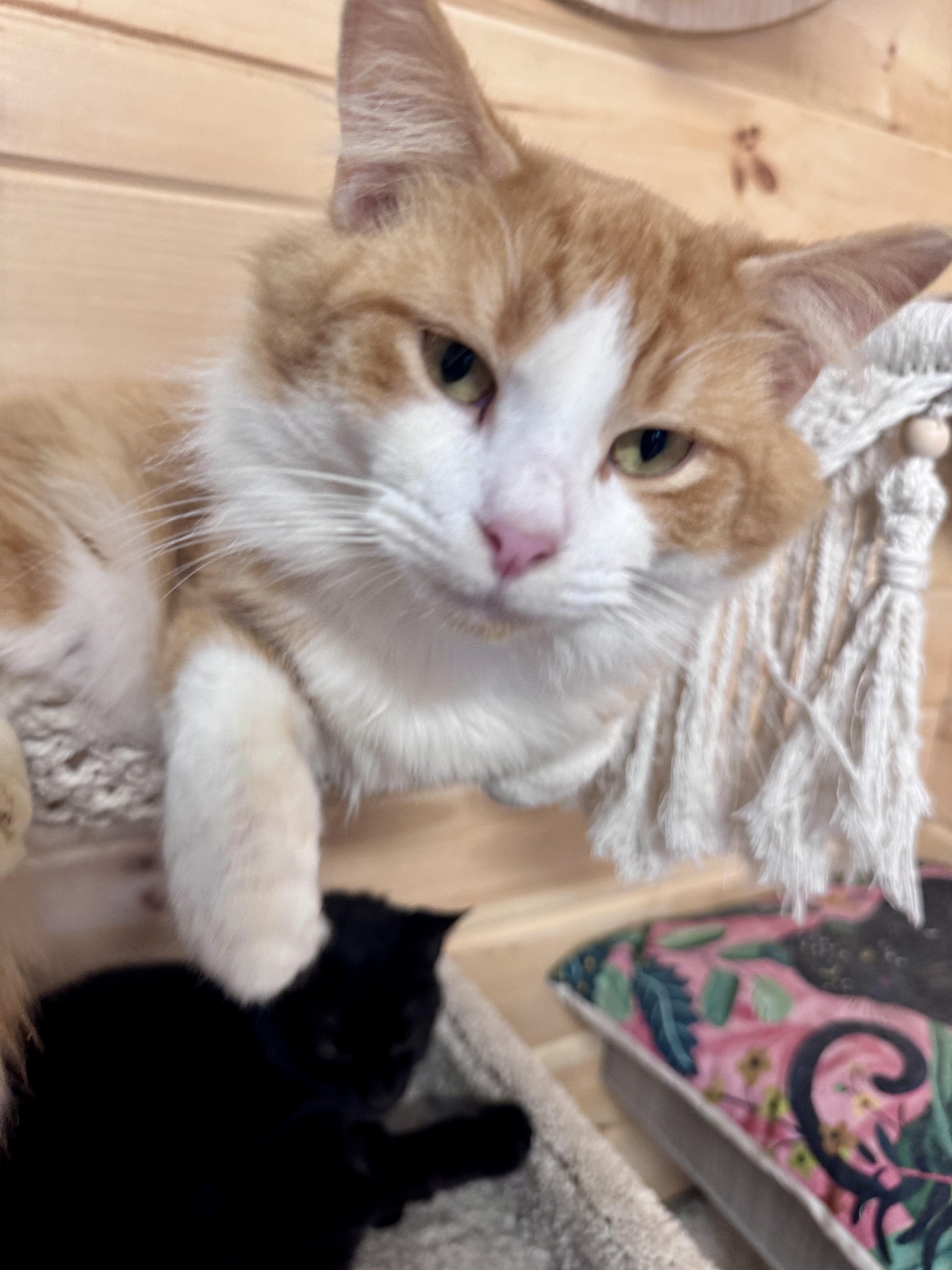 Enlarge Cheddar, a ADOPTABLE mixed breed in Saint Augustine, FL image 2/5