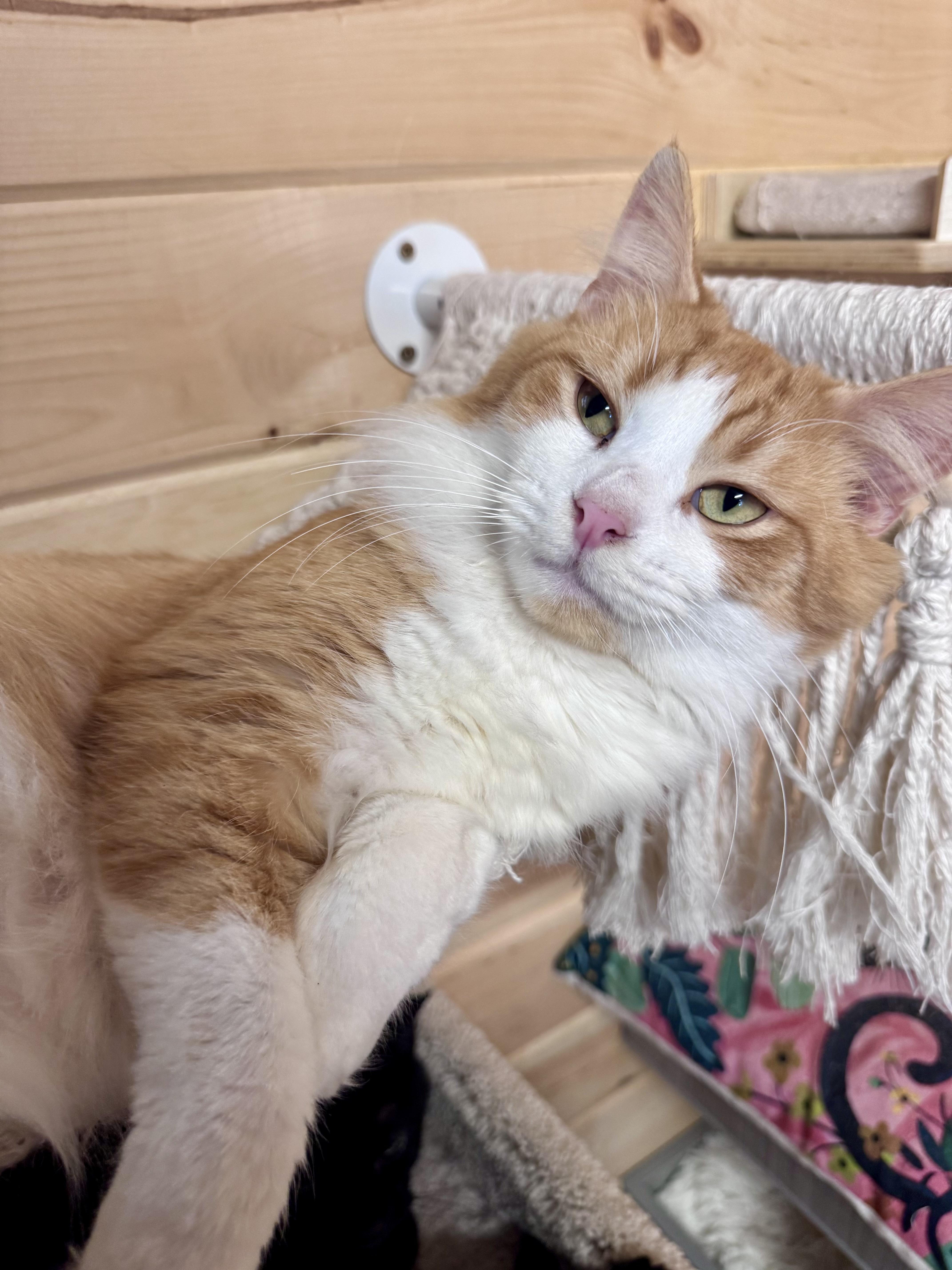 Enlarge Cheddar, a ADOPTABLE mixed breed in Saint Augustine, FL image 4/5