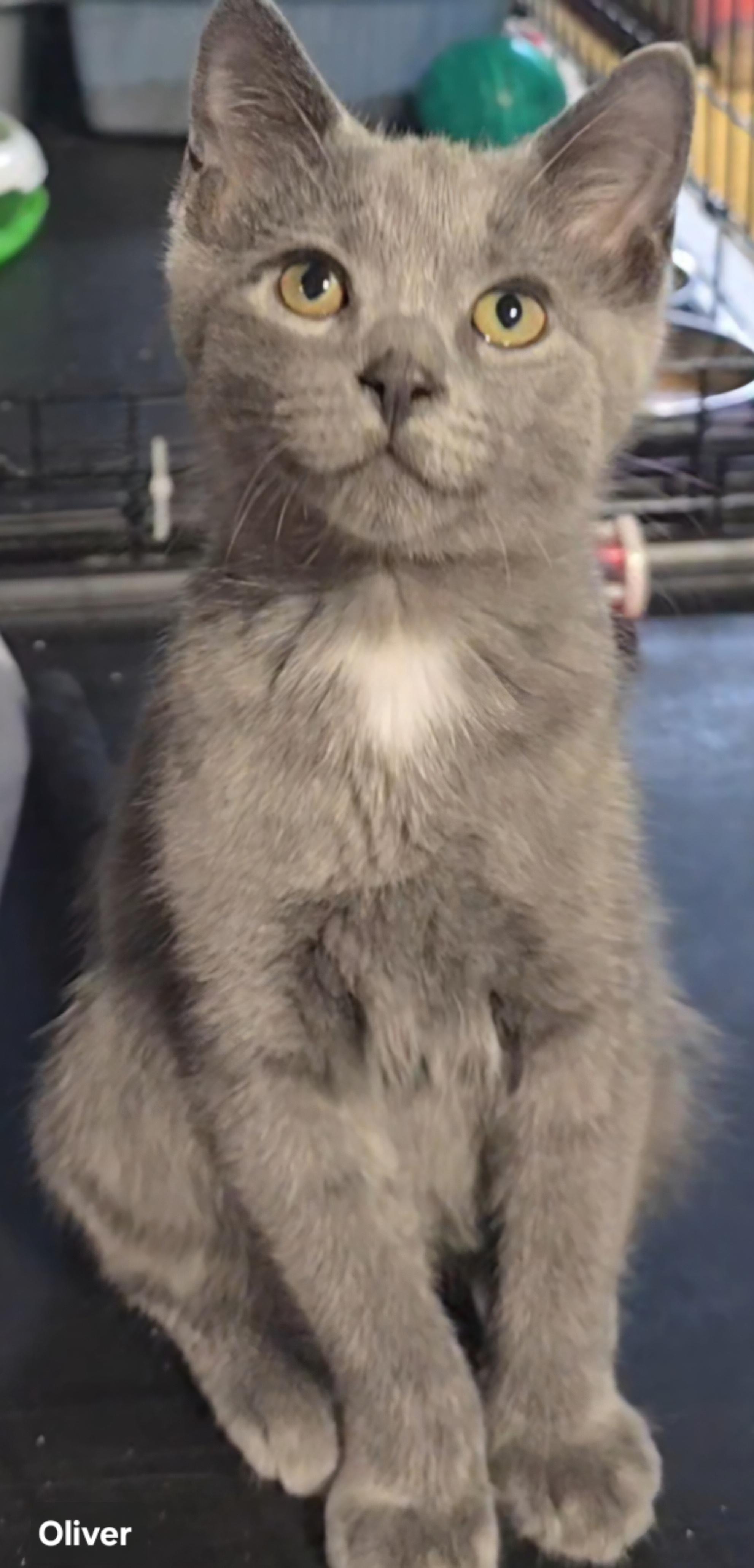 Enlarge Oliver, an adopted Domestic Short Hair in Stevensville, ON image 1/2