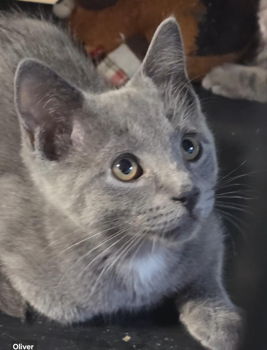 Enlarge Oliver, an adopted Domestic Short Hair in Stevensville, ON image 2/2