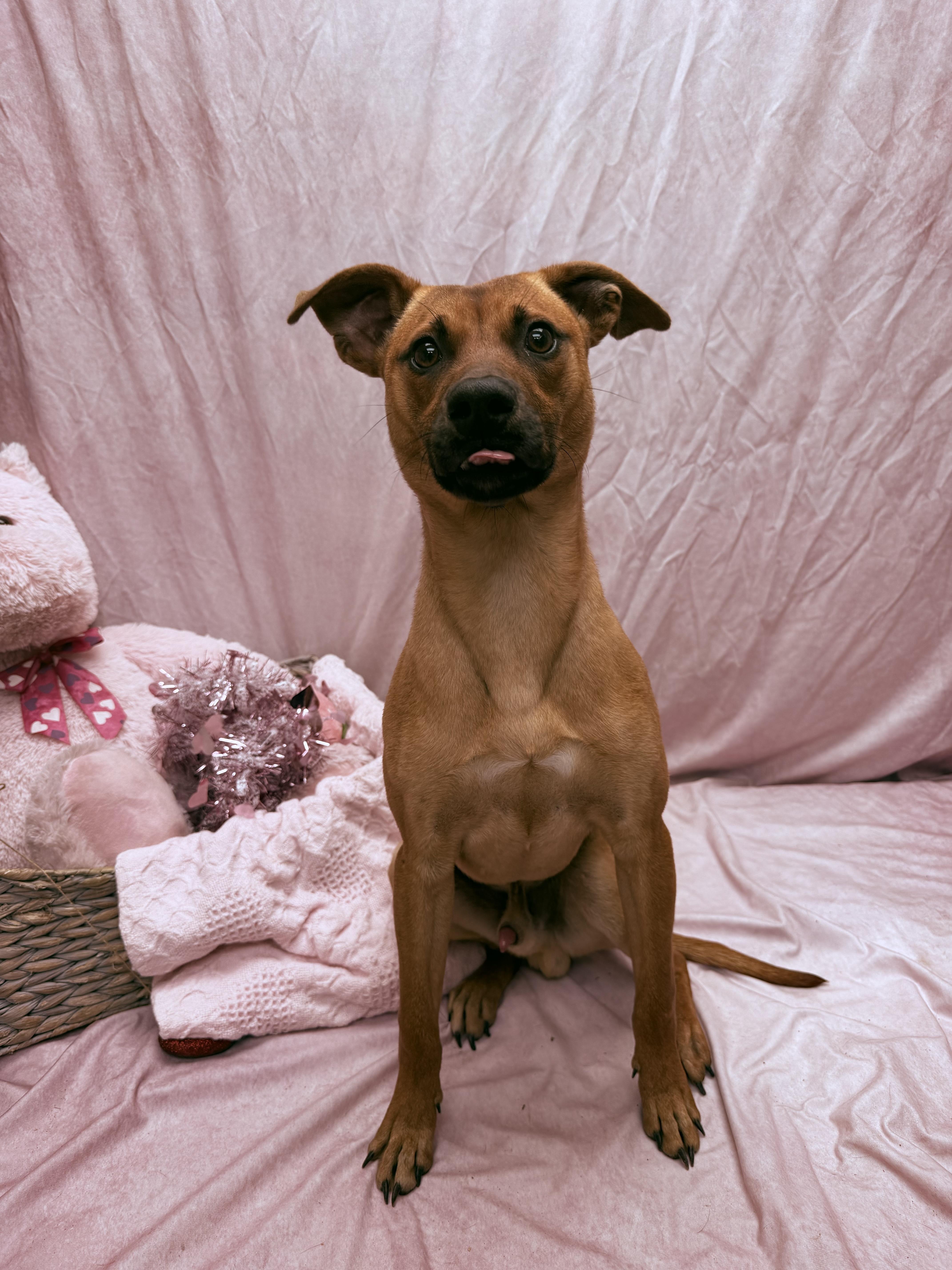 Casanova, a ADOPTABLE mixed breed in Statesboro, GA image 4/5