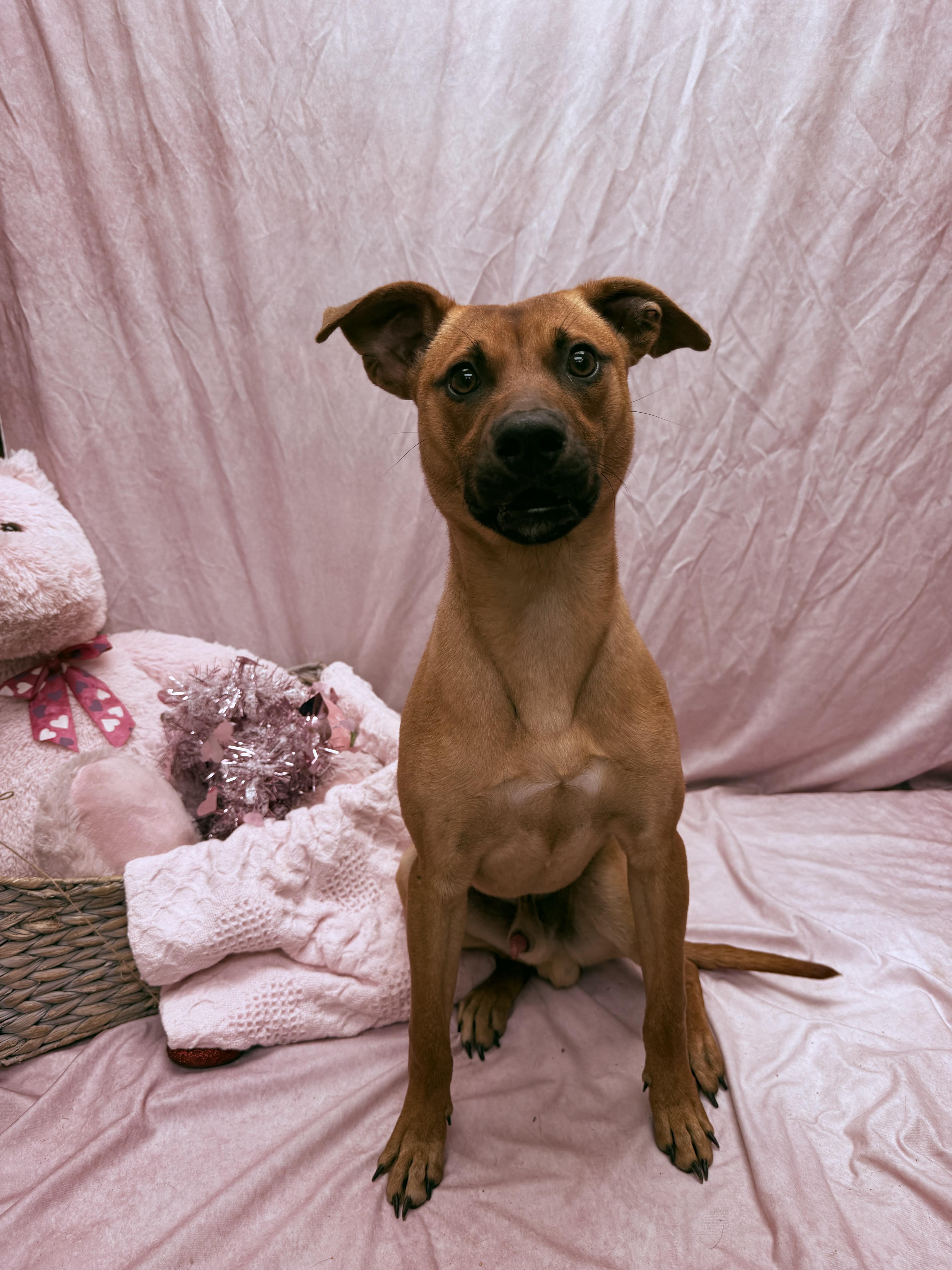 Casanova, a ADOPTABLE mixed breed in Statesboro, GA image 2/5
