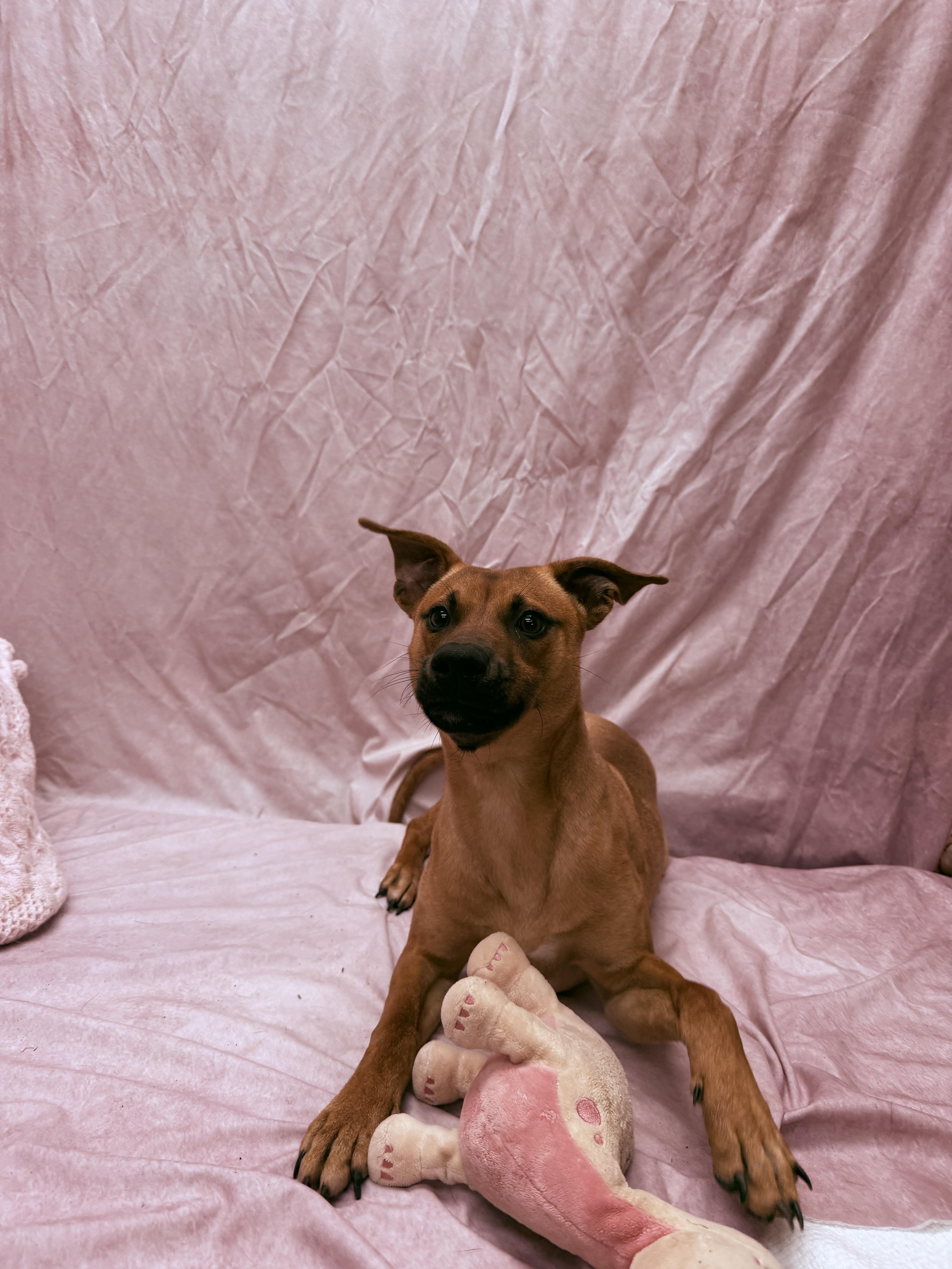 Casanova, a ADOPTABLE mixed breed in Statesboro, GA image 3/5