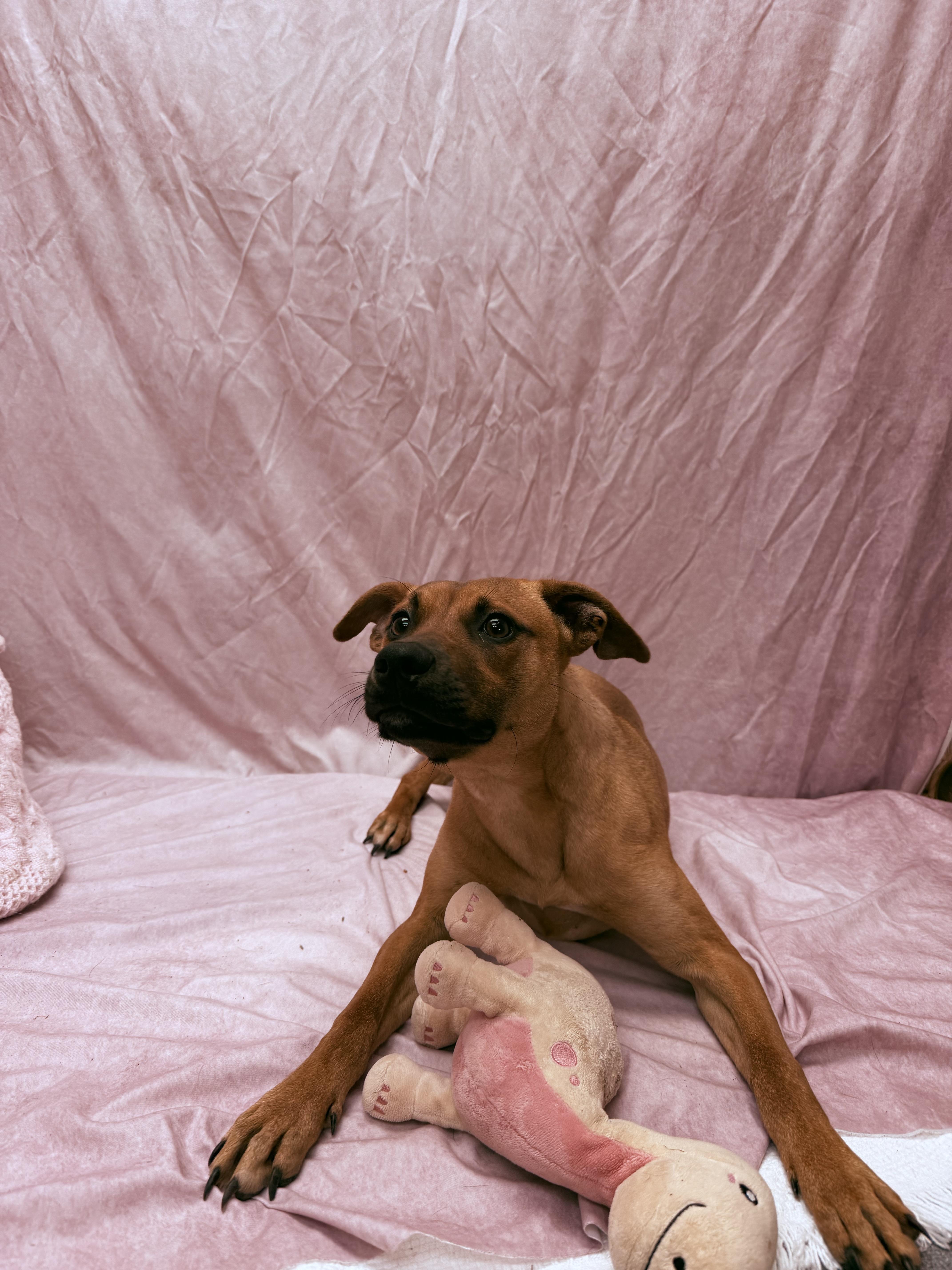 Casanova, a ADOPTABLE mixed breed in Statesboro, GA image 5/5