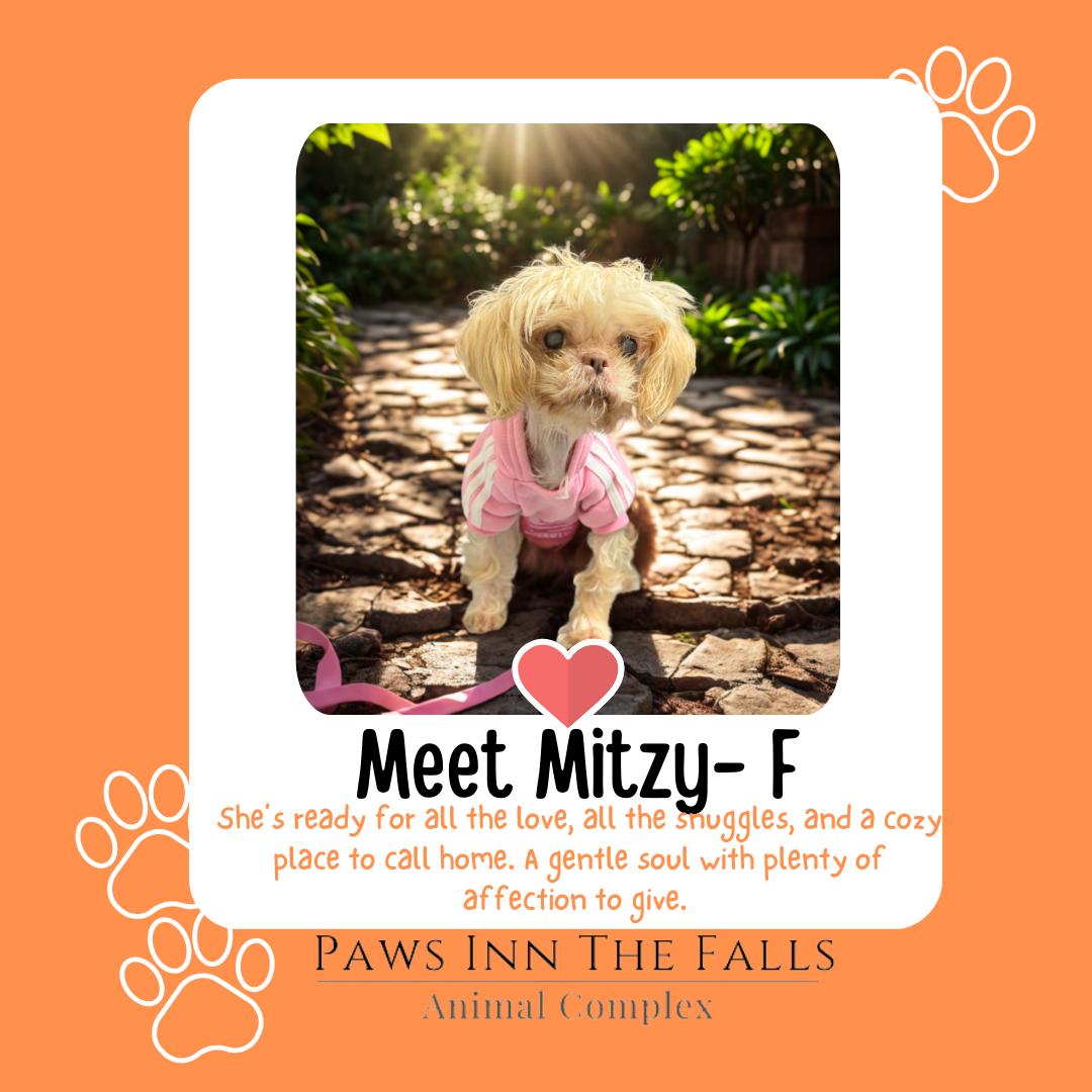 Enlarge Mitzy, a ADOPTABLE mixed breed in Wheatfield, NY image 1/1
