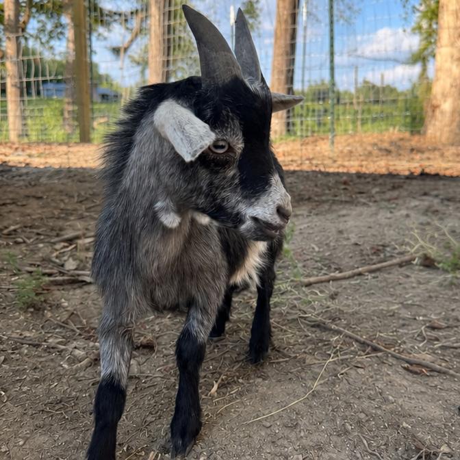 Enlarge Pepper, a Adoptable Nigerian Dwarf in Stokesdale, NC image 2/2