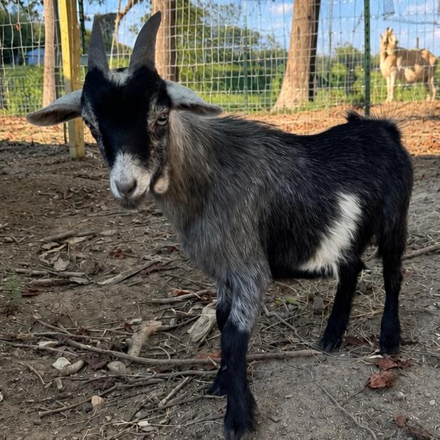 Pepper, ADOPTABLE, Young Male Nigerian Dwarf.
