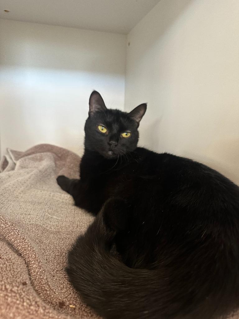 Tipsie, Adoptable, Adult Female Domestic Short Hair.