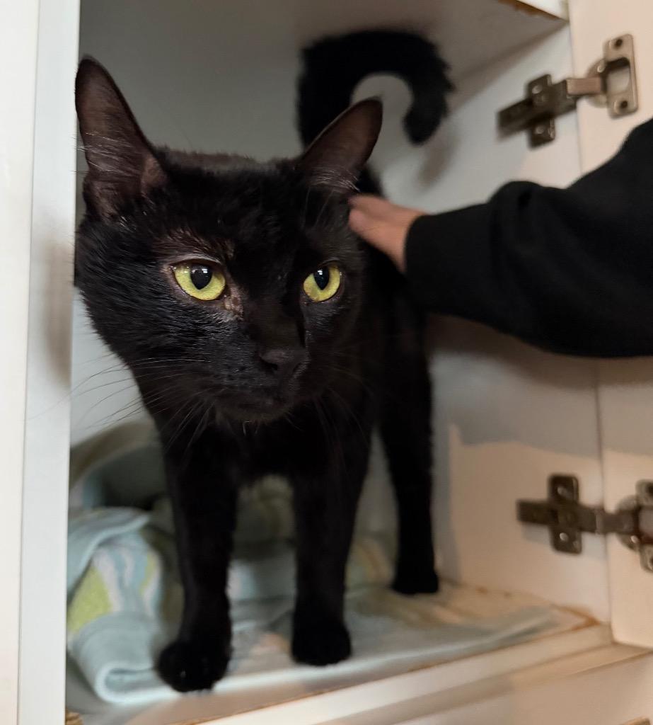 Enlarge Tipsie, a Adoptable mixed breed in Hyde Park, NY image 3/4