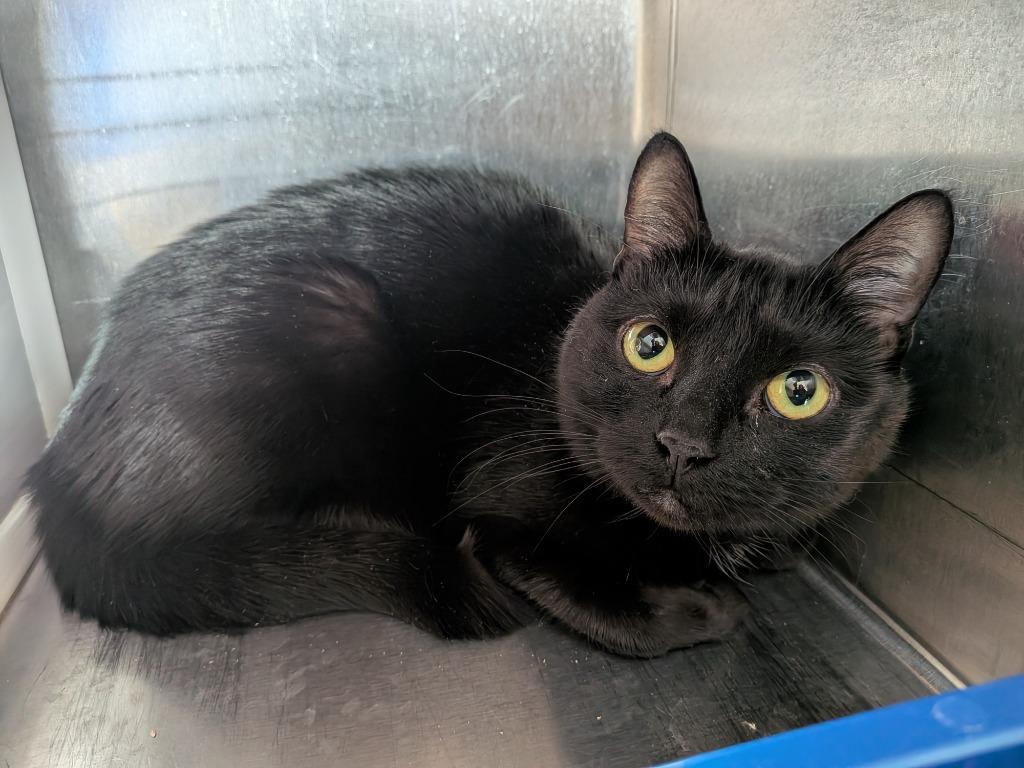 Enlarge Tipsie, a Adoptable mixed breed in Hyde Park, NY image 4/4