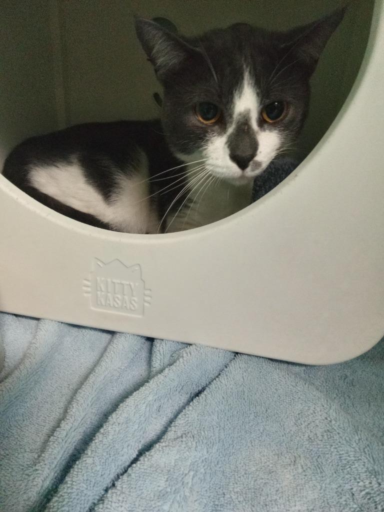 Apollo, Adoptable, Young Male Domestic Short Hair.