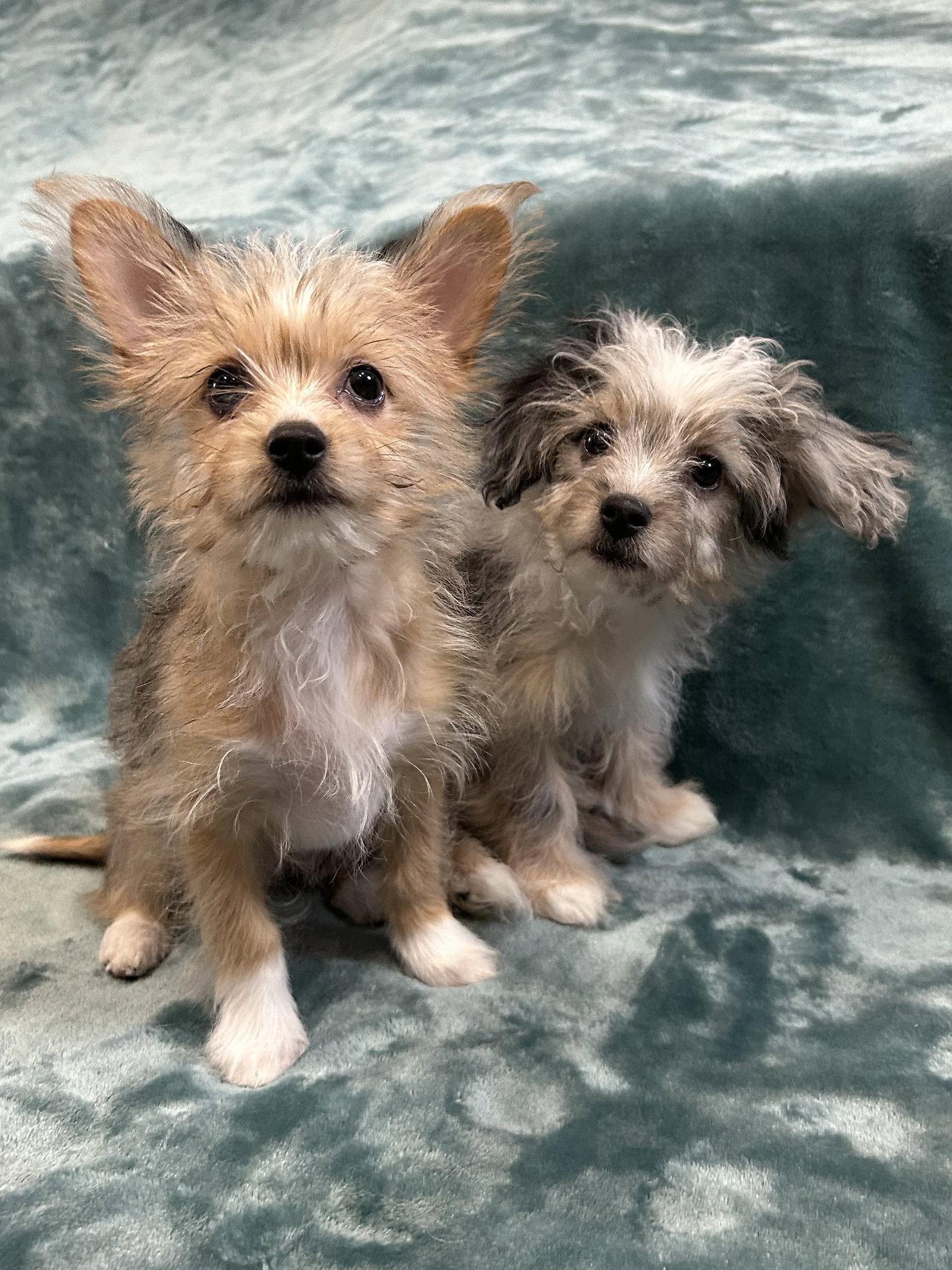 Cookie, Adopted, Puppy Female Maltese & Yorkshire Terrier.