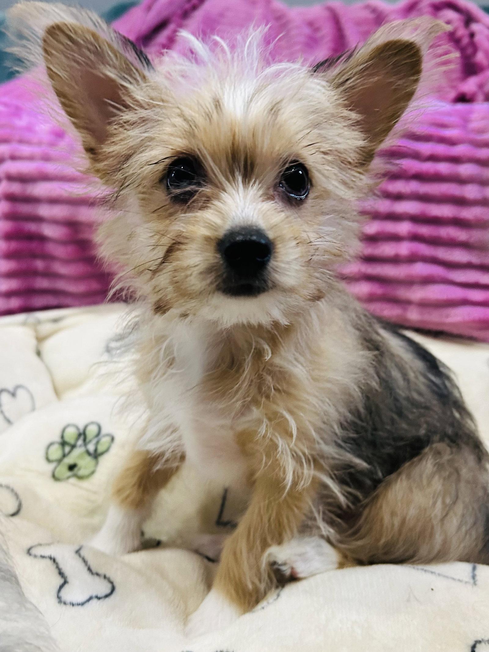 Enlarge Cookie, a Adopted mixed breed in Elizabethtown, PA image 2/3