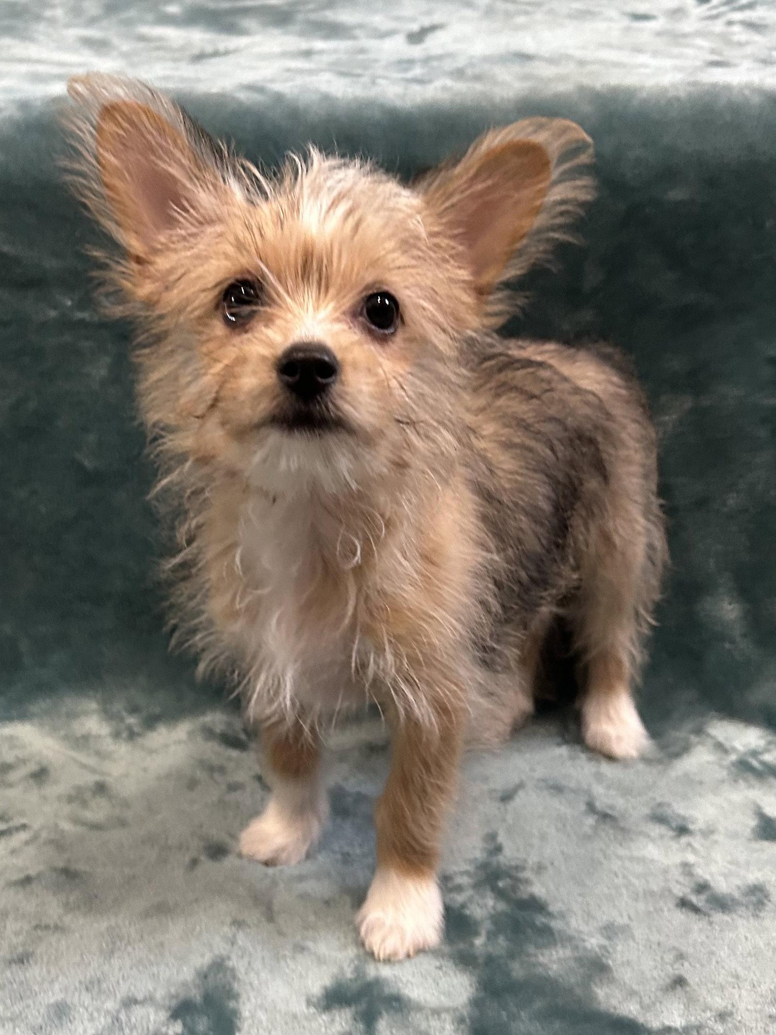 Enlarge Cookie, a Adopted mixed breed in Elizabethtown, PA image 3/3