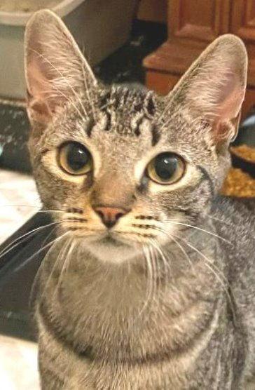 Enlarge Kimmie, a Adoptable Tabby in Carrollton, GA image 1/3