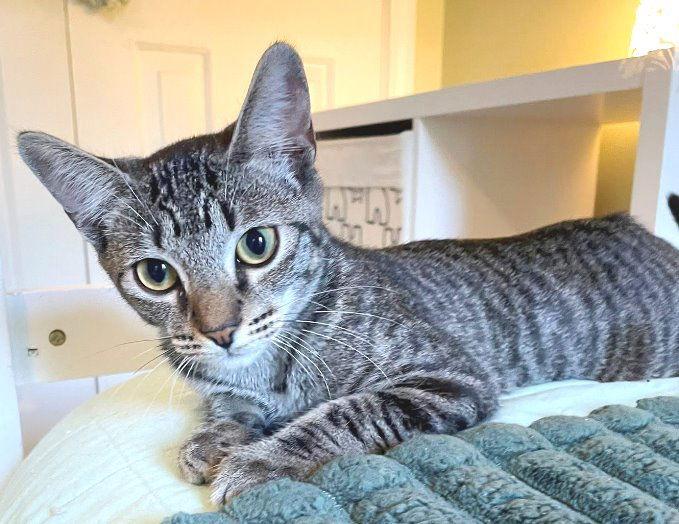 Enlarge Kimmie, a Adoptable Tabby in Carrollton, GA image 2/3