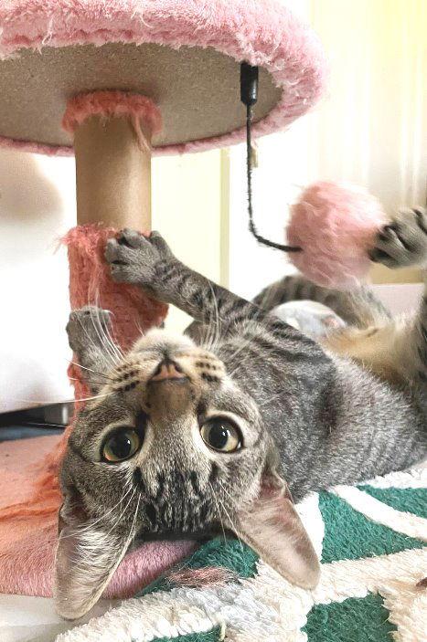 Enlarge Kimmie, a Adoptable Tabby in Carrollton, GA image 3/3