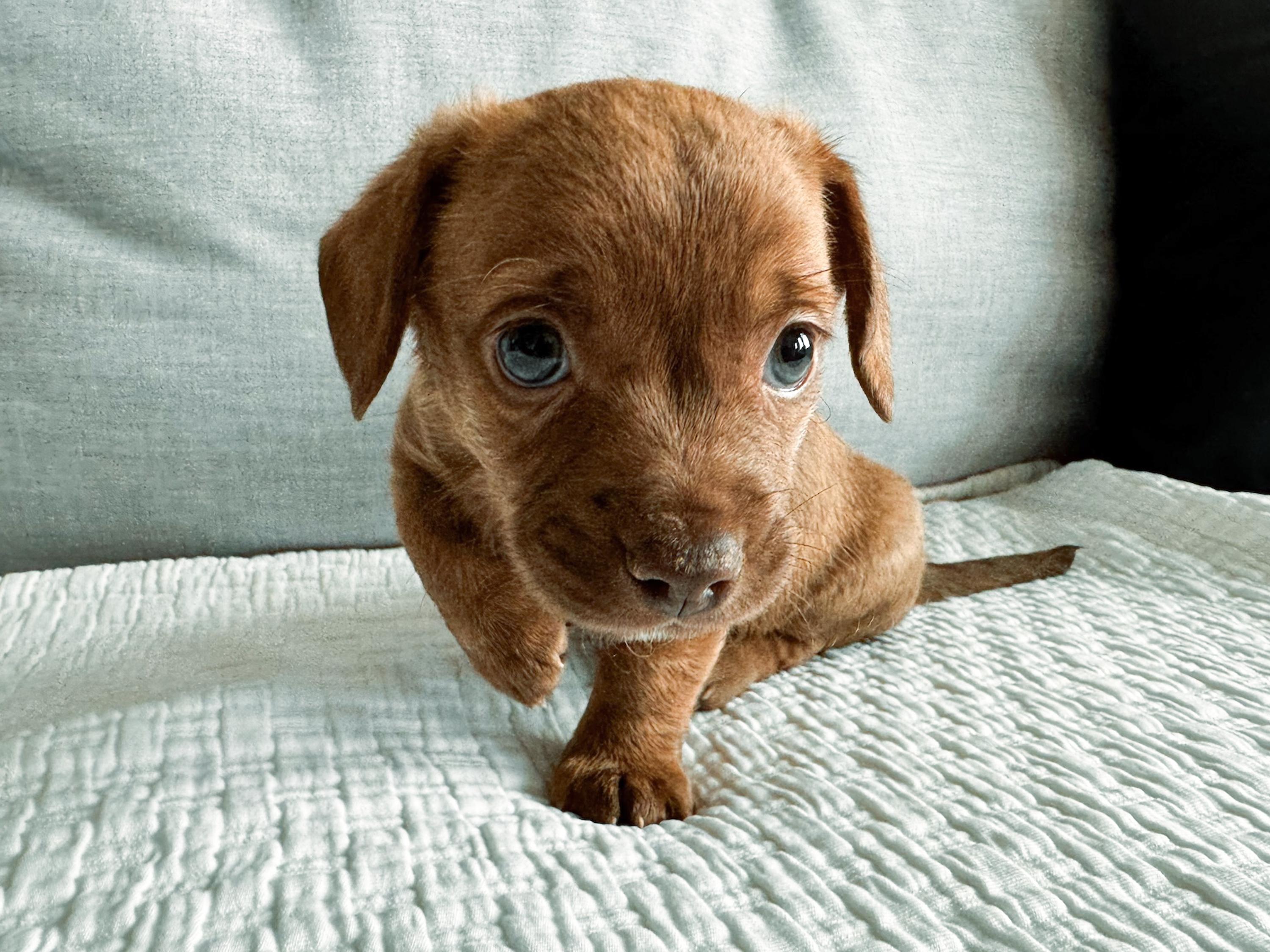 Glizzy, an adopted mixed breed in San Antonio, TX image 2/3