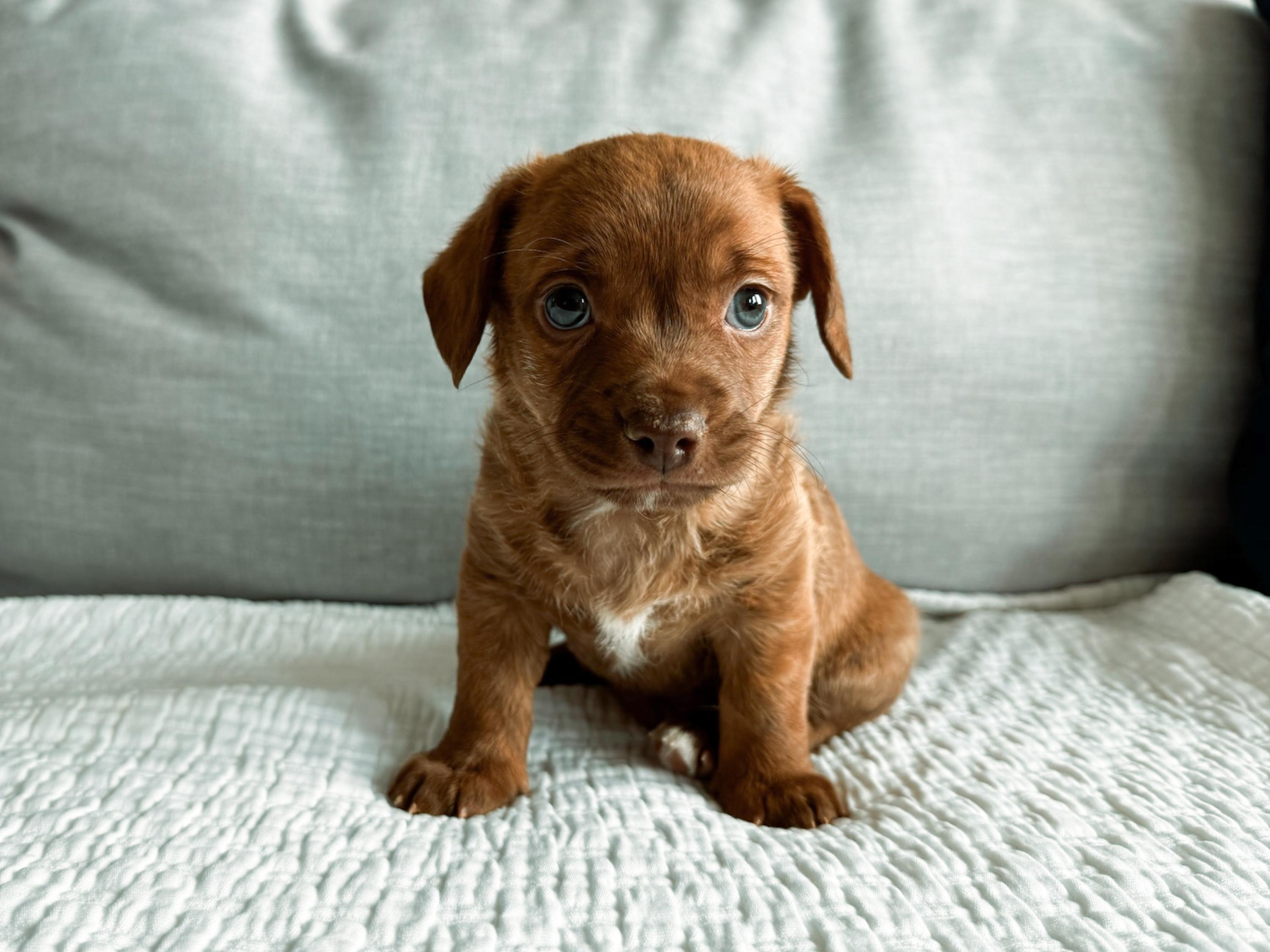 Glizzy, an adopted mixed breed in San Antonio, TX image 3/3