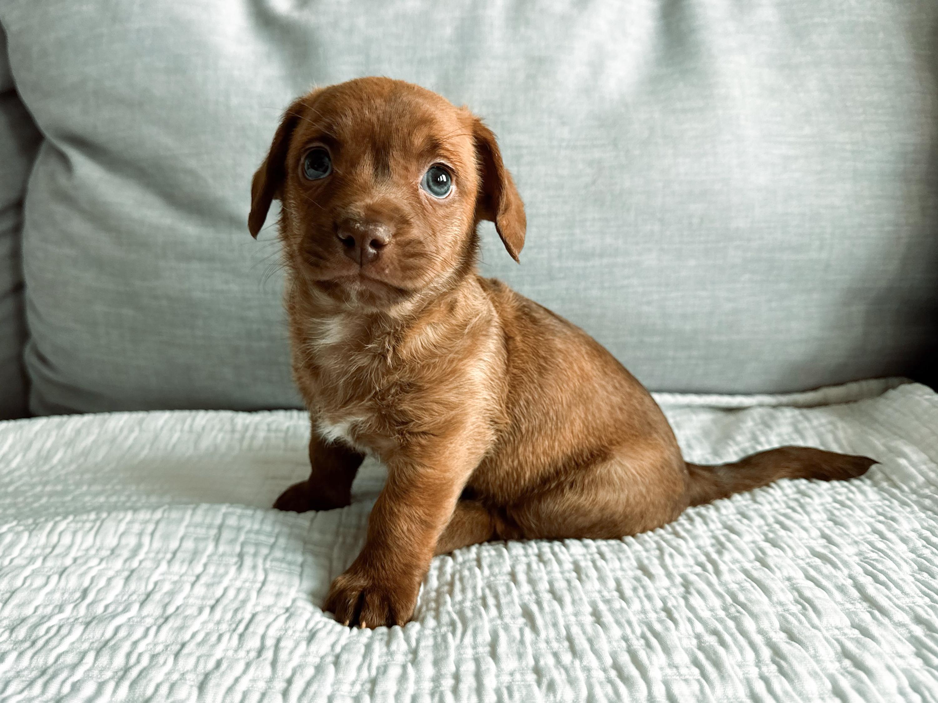 Glizzy, adopted, Puppy Male Dachshund.