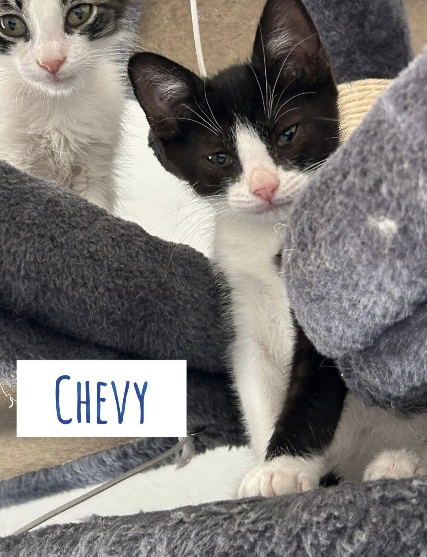 Chevy