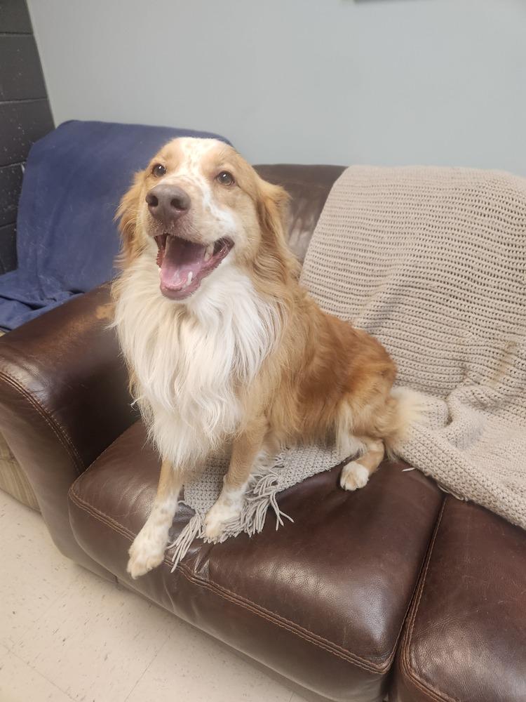 DARWIN, Adoptable, Adult Male Australian Shepherd.