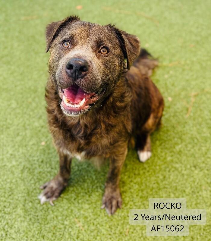 Rocko, Adoptable, Adult Male Chesapeake Bay Retriever & Pit Bull Terrier.