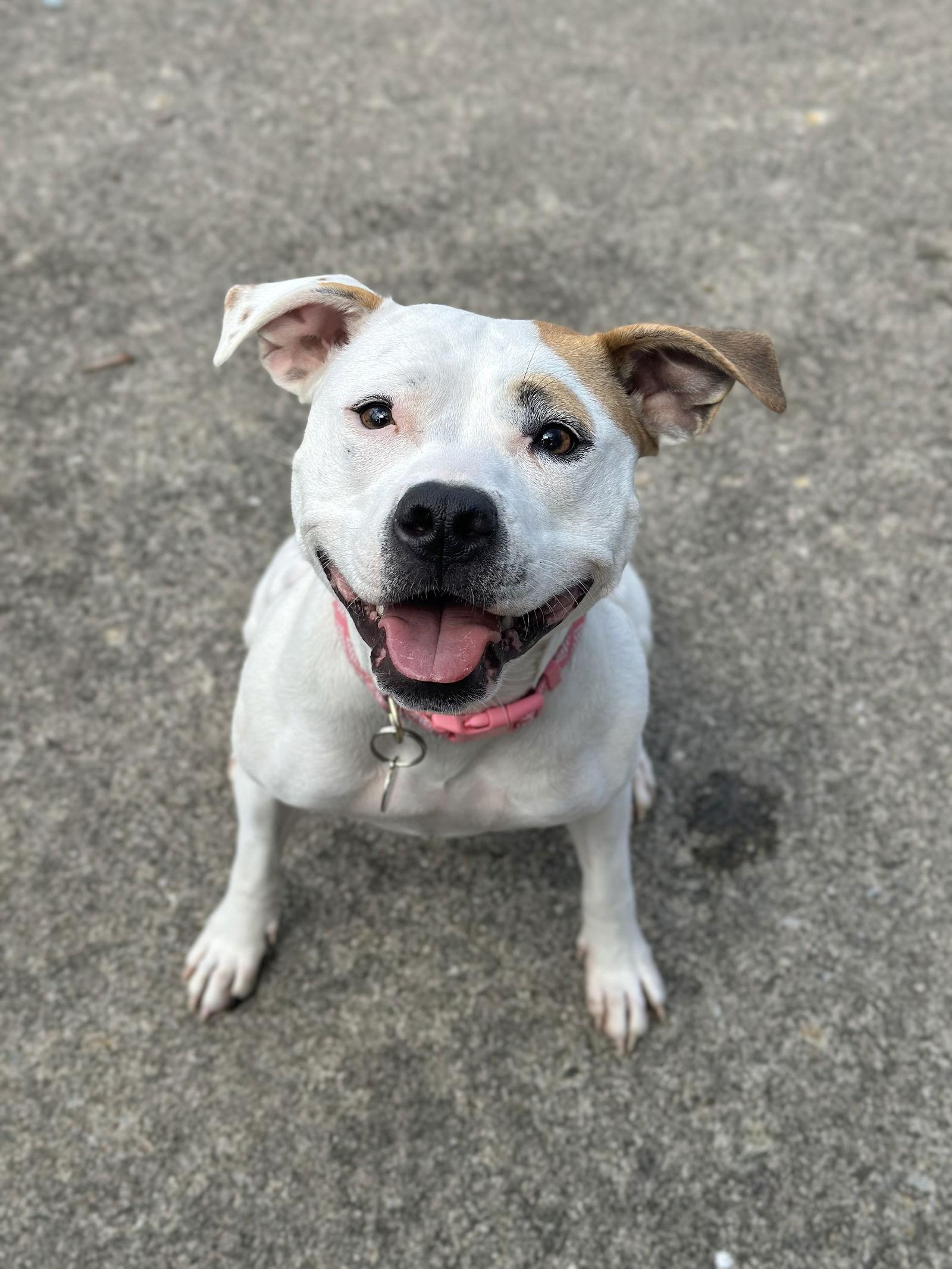 Olive Mini Pittie thumbnail 3