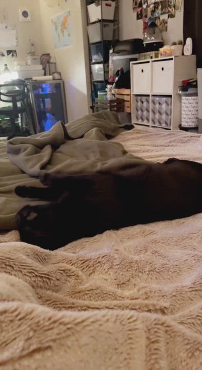 Enlarge Leroy and Steve, a Adopted Domestic Short Hair in Verona, PA video 1/5