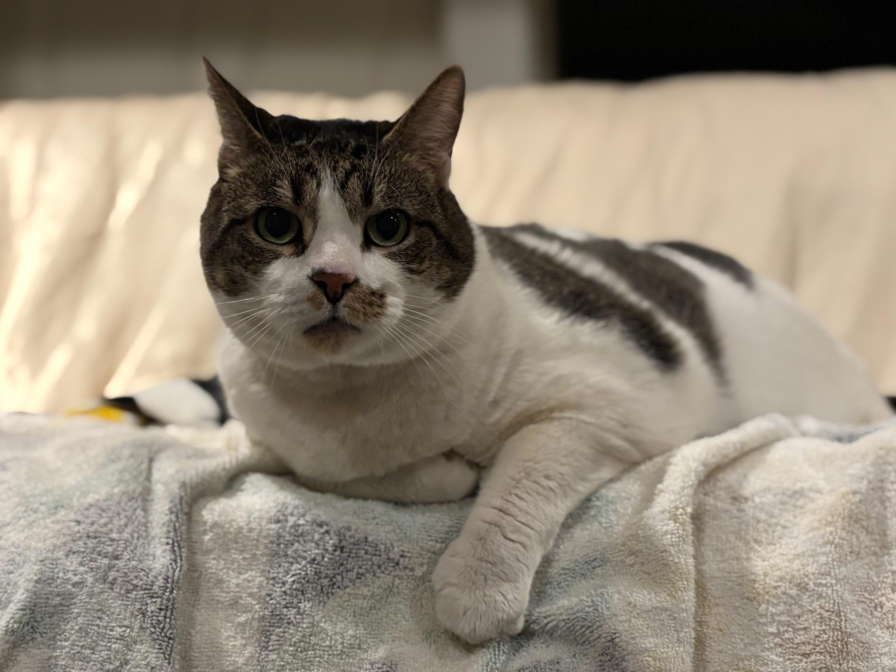 Cow Mary, a Adoptable Domestic Short Hair in Melrose, MA image 1/6