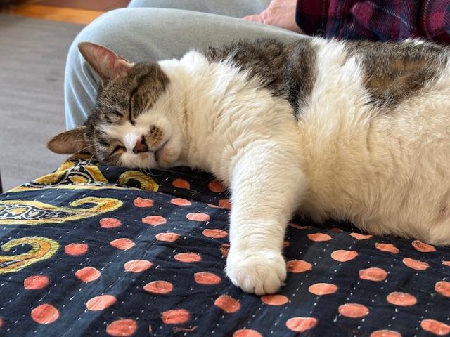 Cow Mary, a Adoptable Domestic Short Hair in Melrose, MA image 2/6