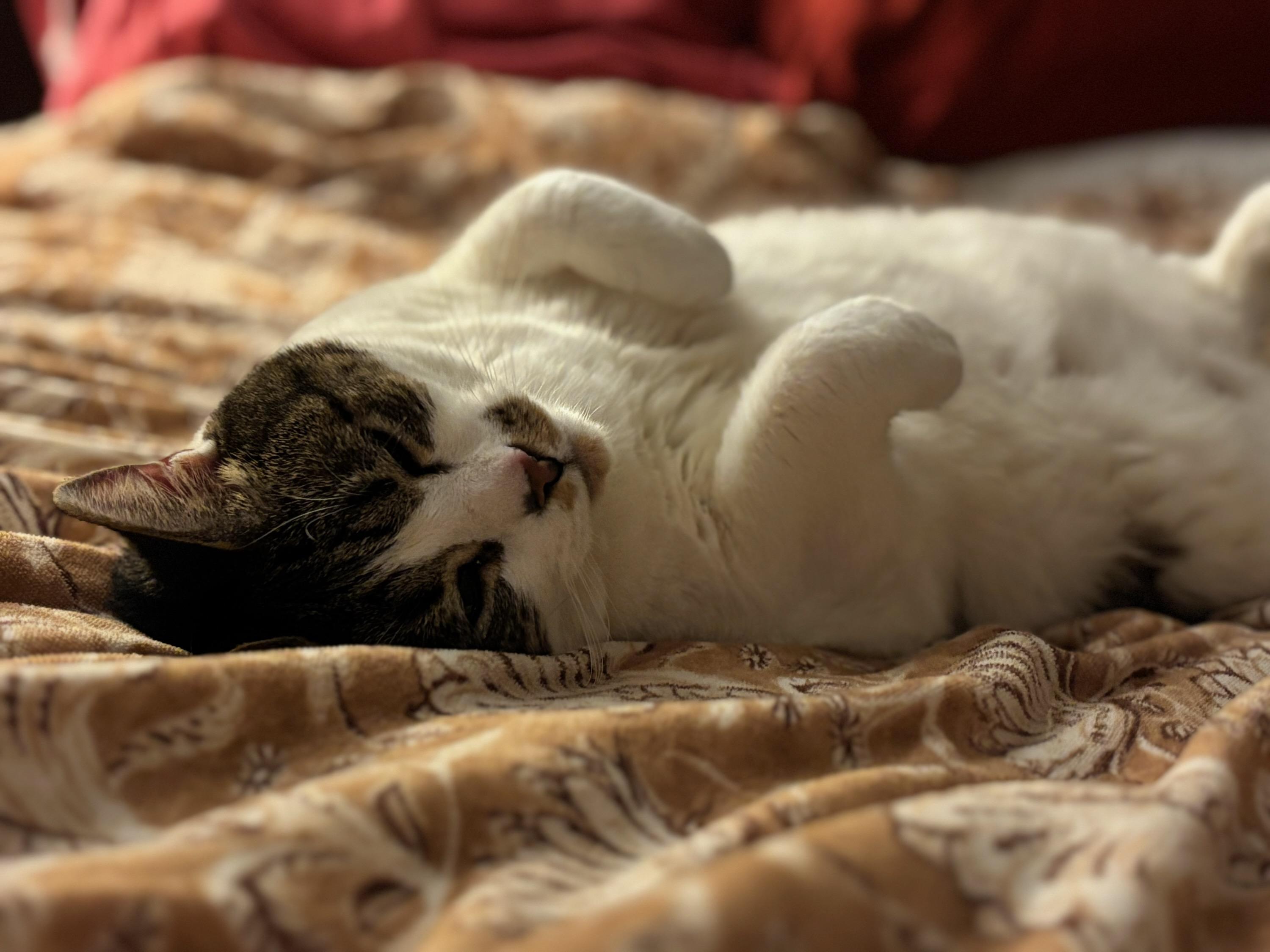 Cow Mary, a Adoptable Domestic Short Hair in Melrose, MA image 3/6