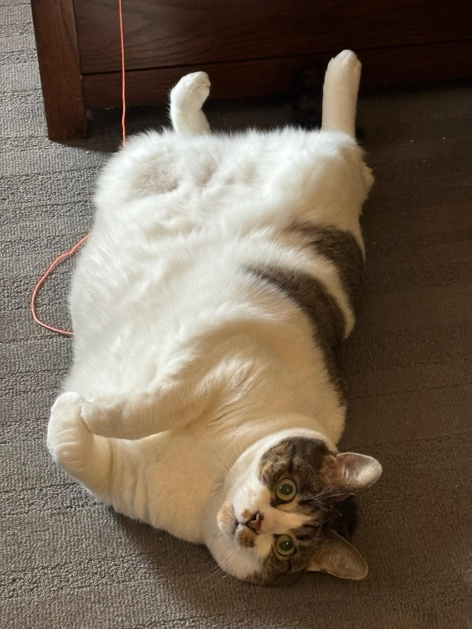 Cow Mary, a Adoptable Domestic Short Hair in Melrose, MA image 5/6