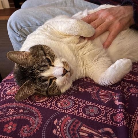 Cow Mary, a Adoptable Domestic Short Hair in Melrose, MA image 4/6