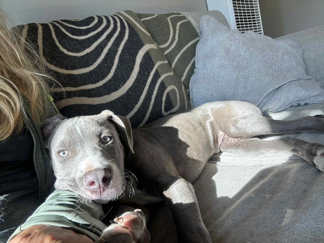 Blue, a Adopted mixed breed in Mckinleyville, CA image 2/2