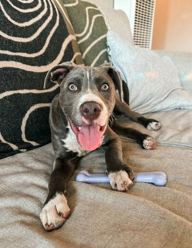 Blue, a Adopted mixed breed in Mckinleyville, CA image 1/2