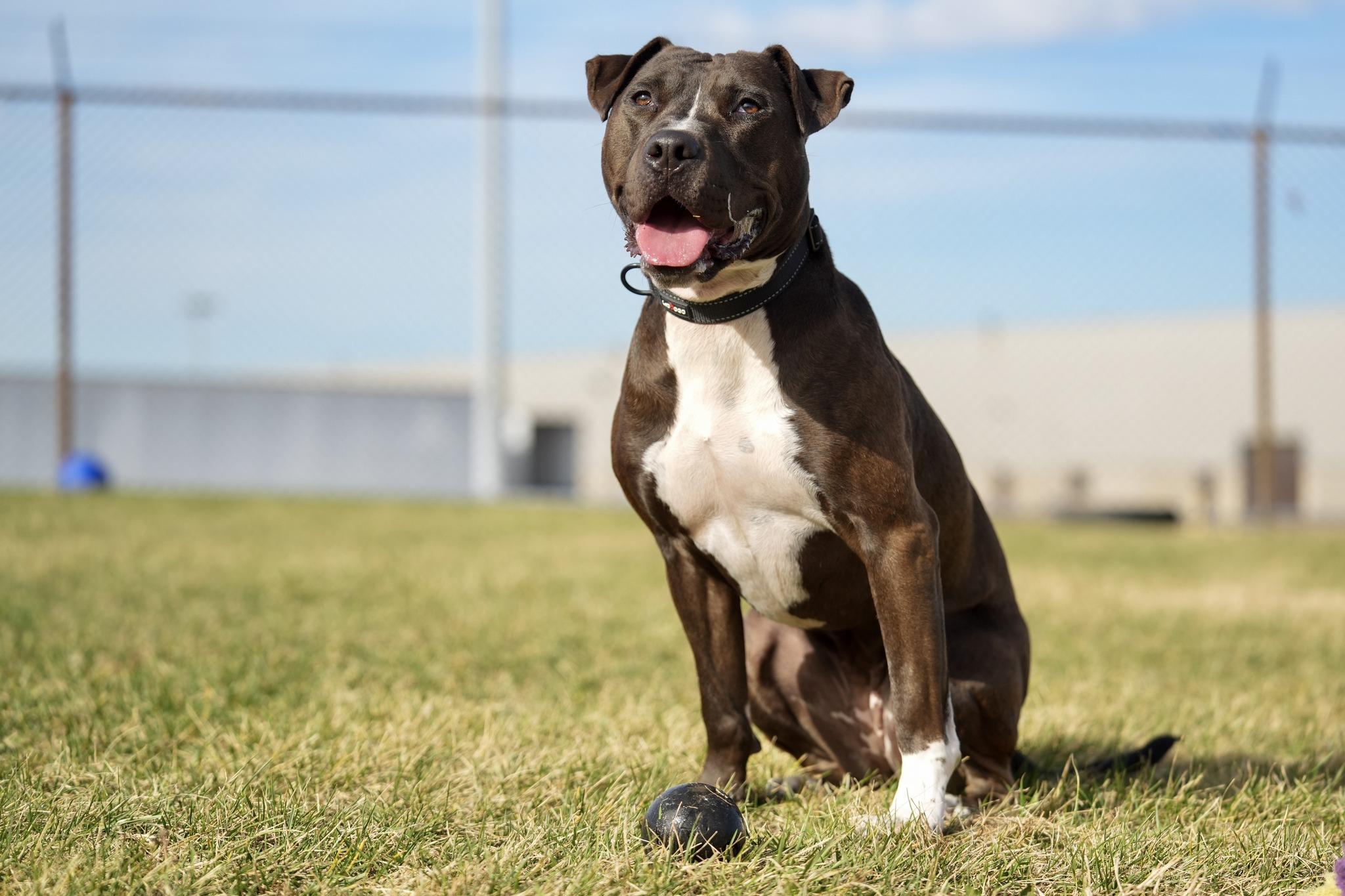 Enlarge Brownie, a Adoptable Mixed Breed in Davenport, IA image 3/4