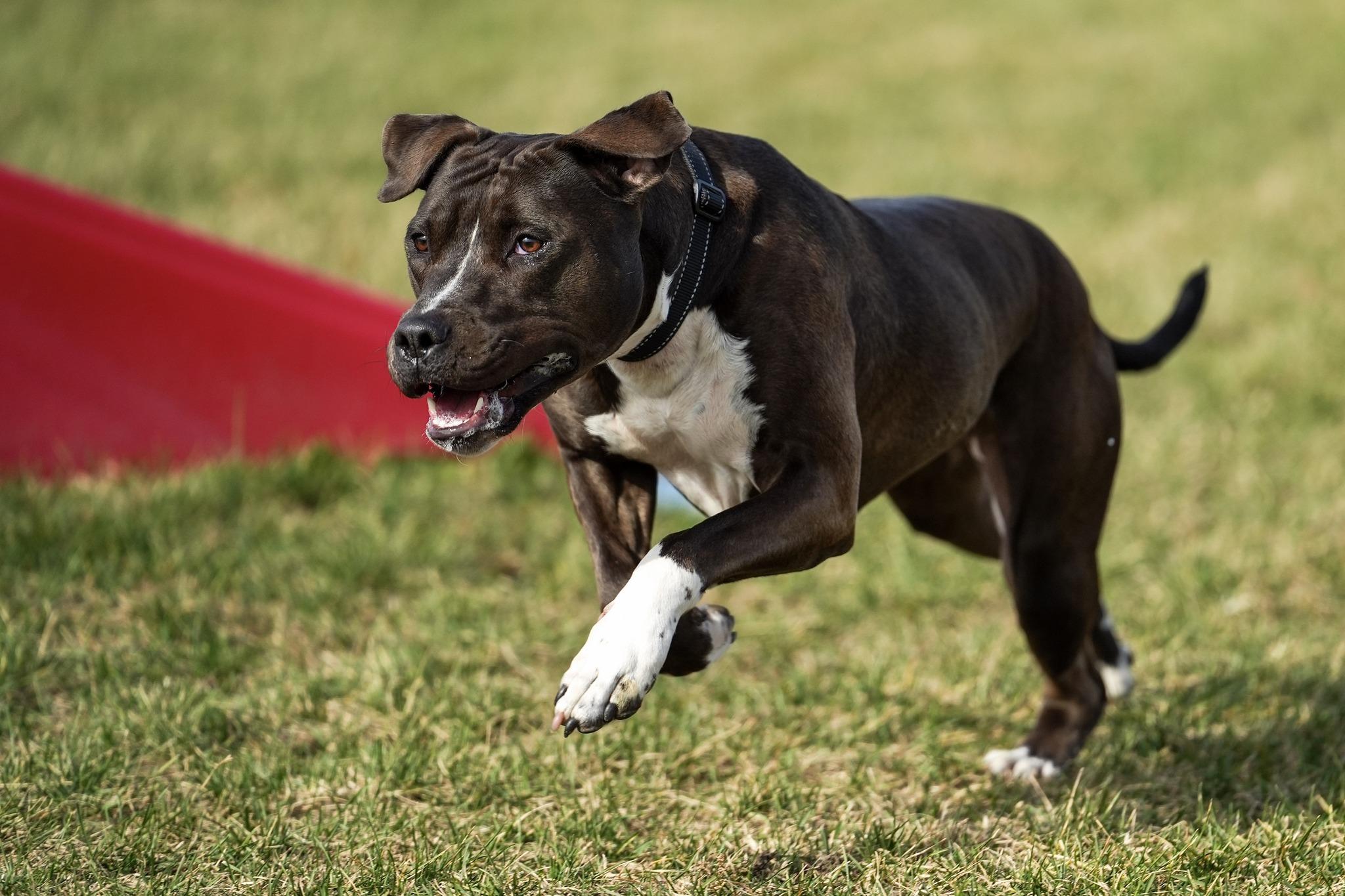 Enlarge Brownie, a Adoptable Mixed Breed in Davenport, IA image 4/4