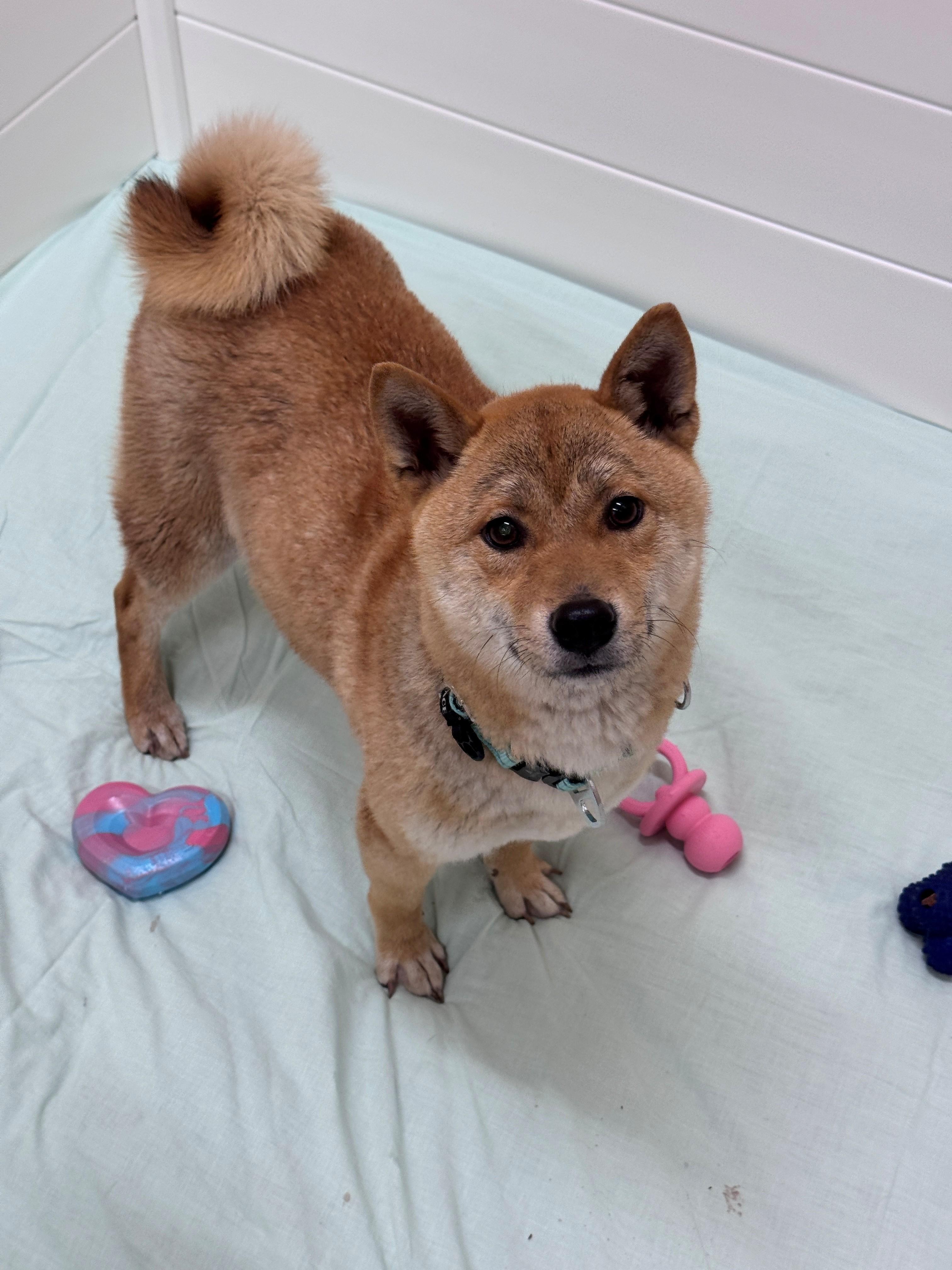 Vogue, adopted, Young Female Shiba Inu.