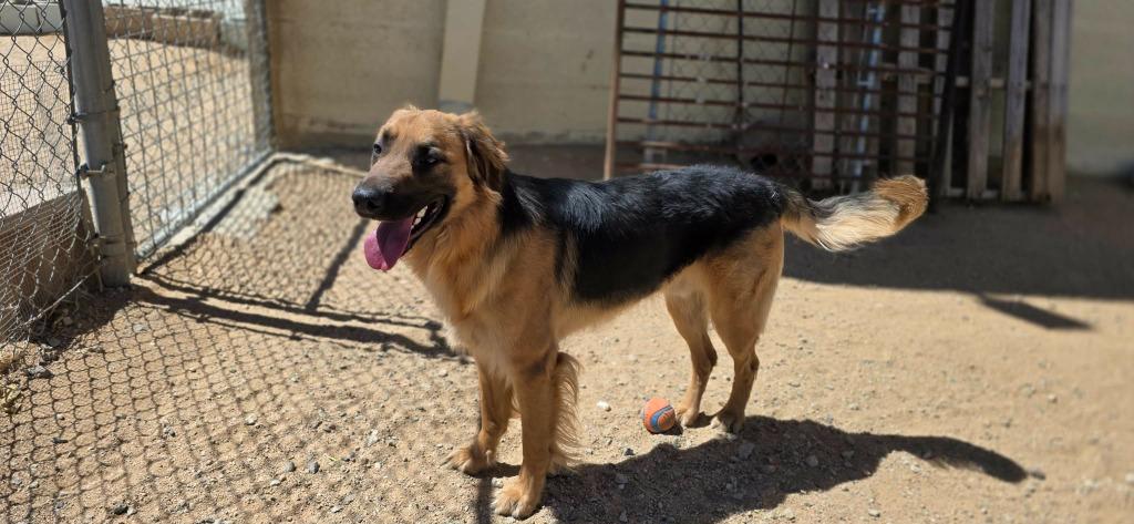 Enlarge Denver, a Adoptable mixed breed in California City, CA image 1/6