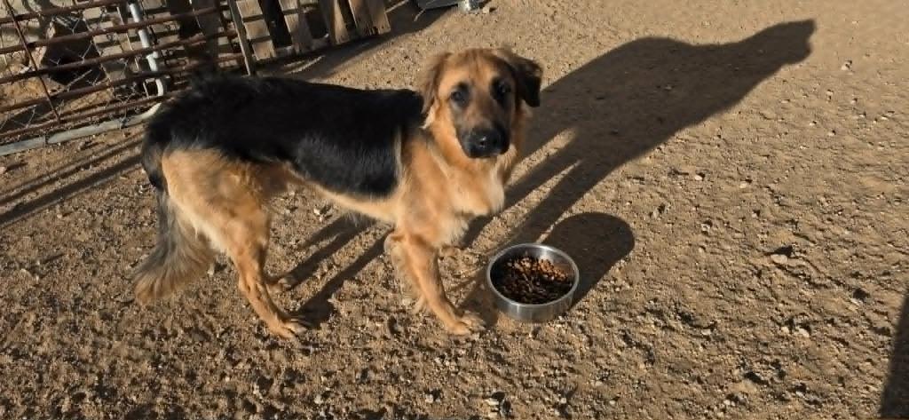 Enlarge Denver, a Adoptable mixed breed in California City, CA image 2/6